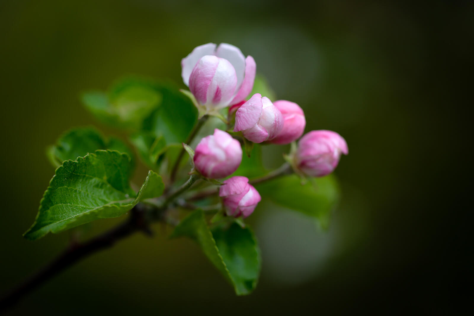 Розовый бутон у деревьев. Бутончика яблони. Весенний бутон. Бутоны цветения яблони.