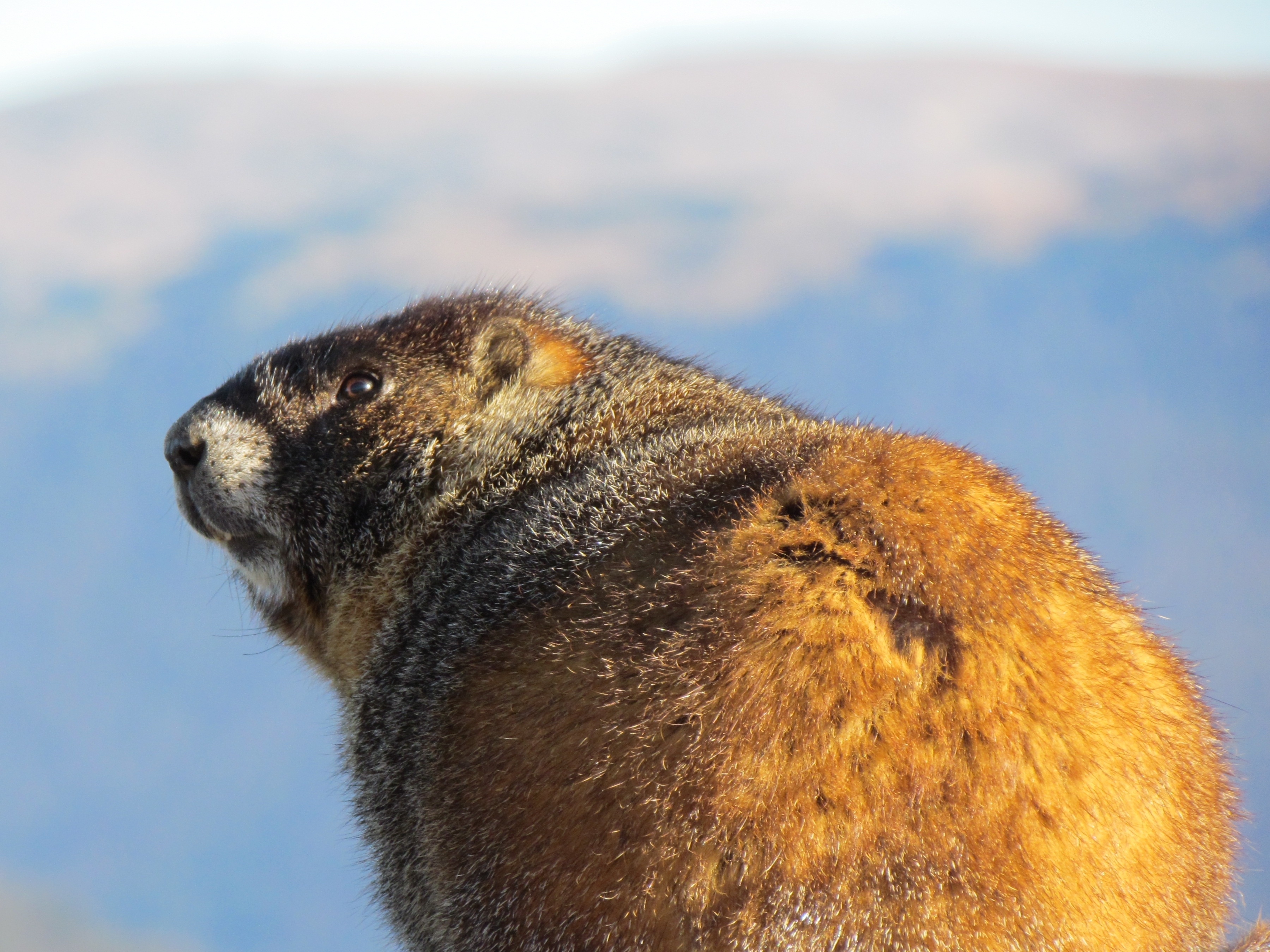 Wallpapers wallpaper marmot view from behind cute on the desktop
