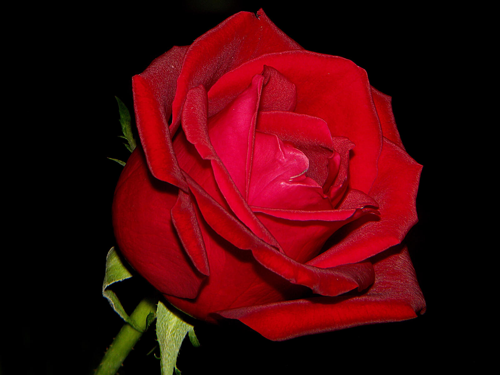 桌面上的壁纸玫瑰 红玫瑰 植物群