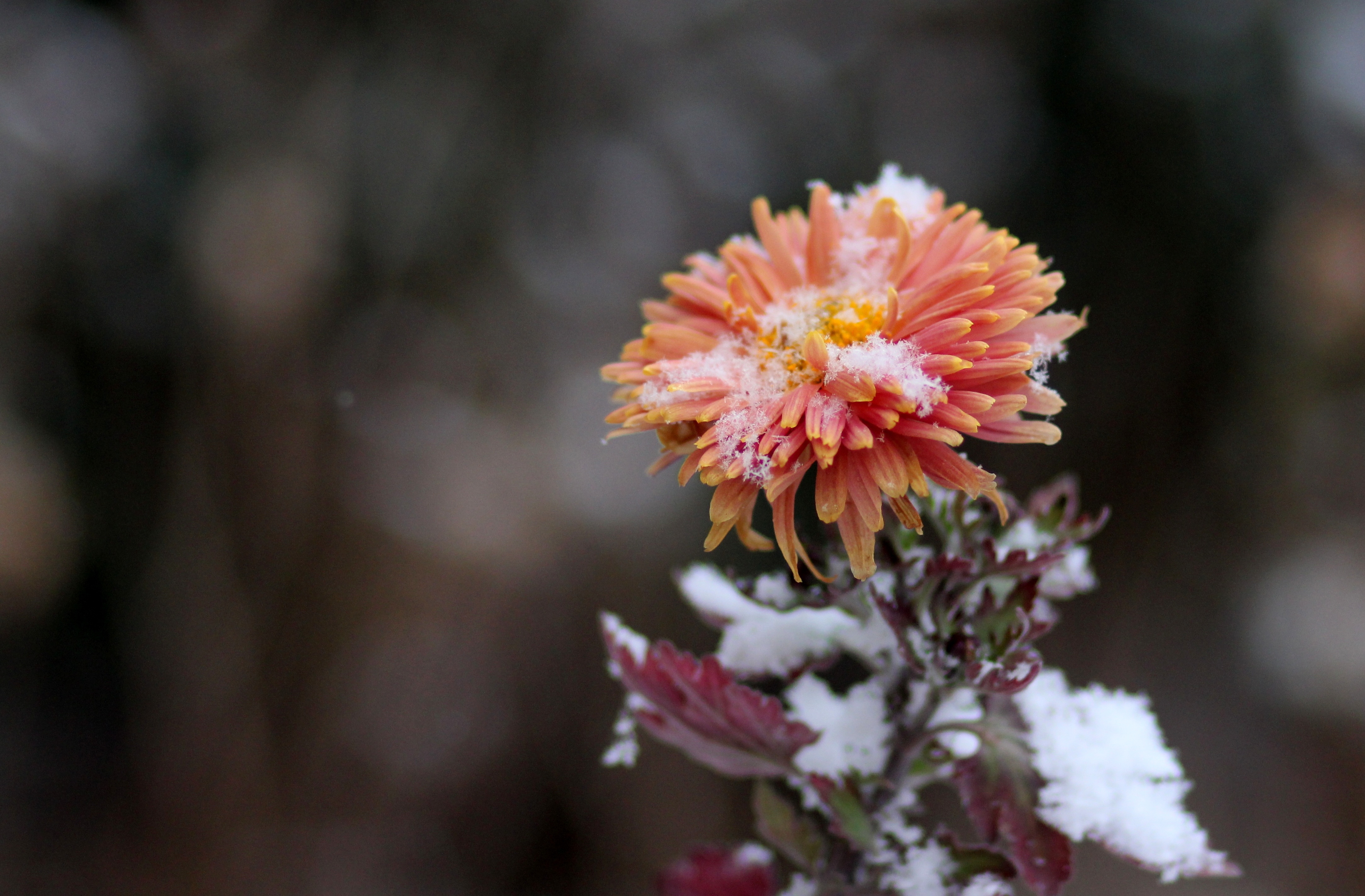 Фото бесплатно снег, лепестки, оранжевая хризантема