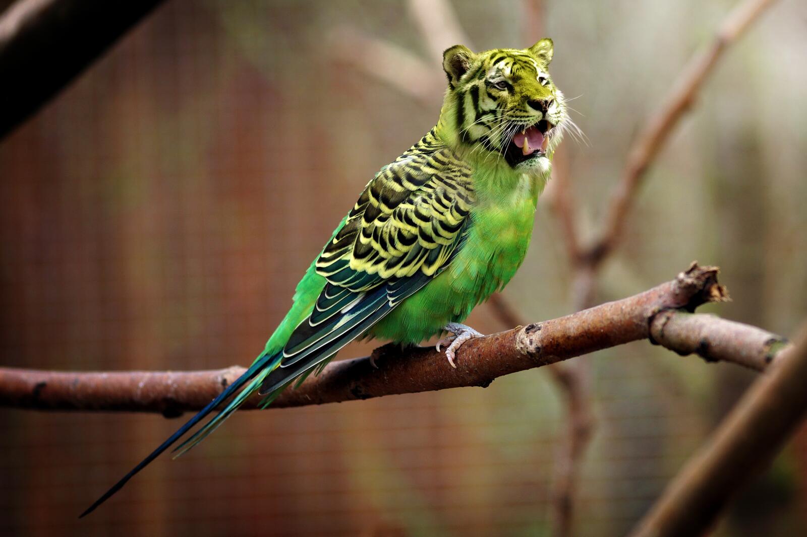 Wallpapers tiger wavy parrot photoshop on the desktop