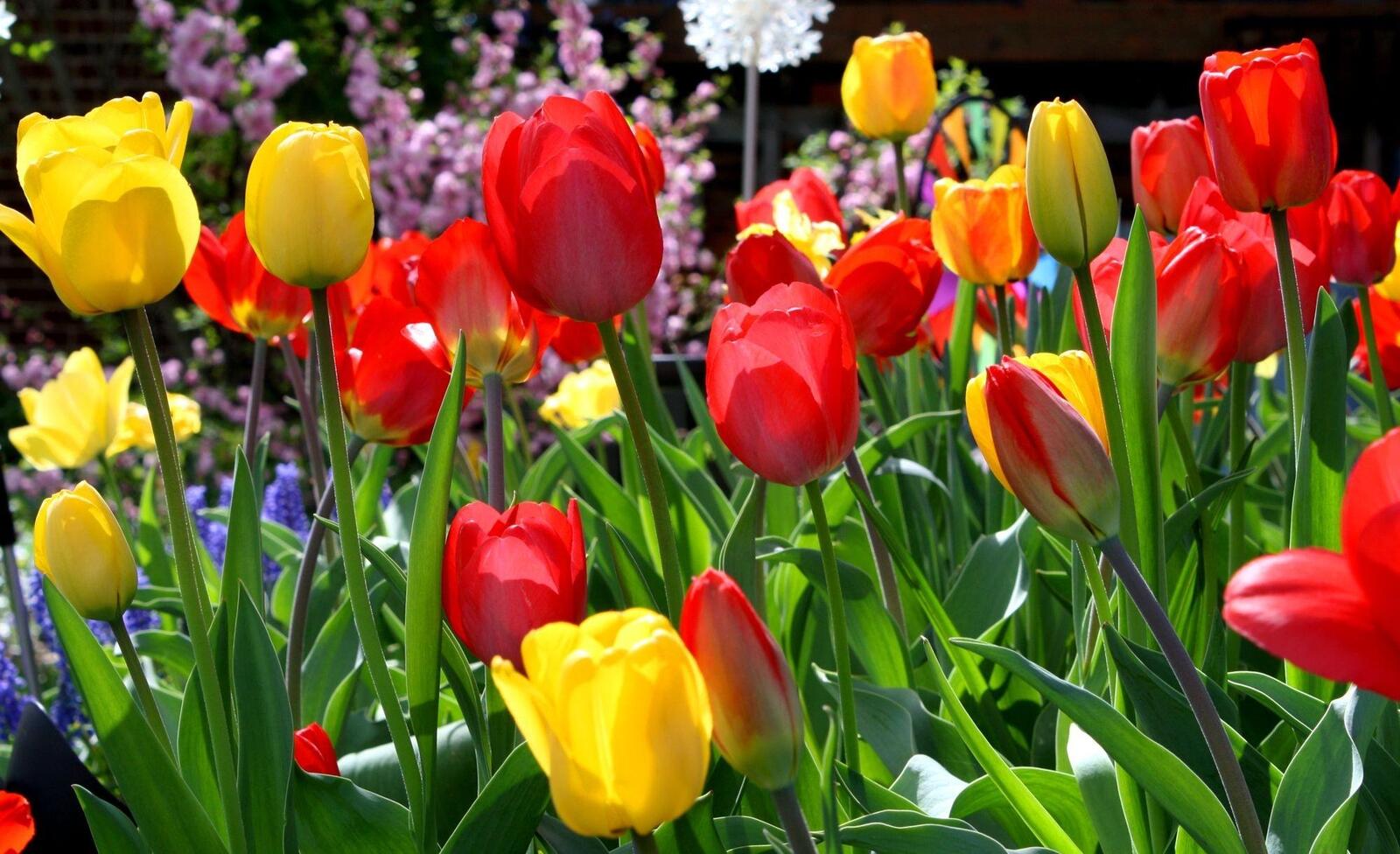 Обои тюльпаны цветы солнечный на рабочий стол
