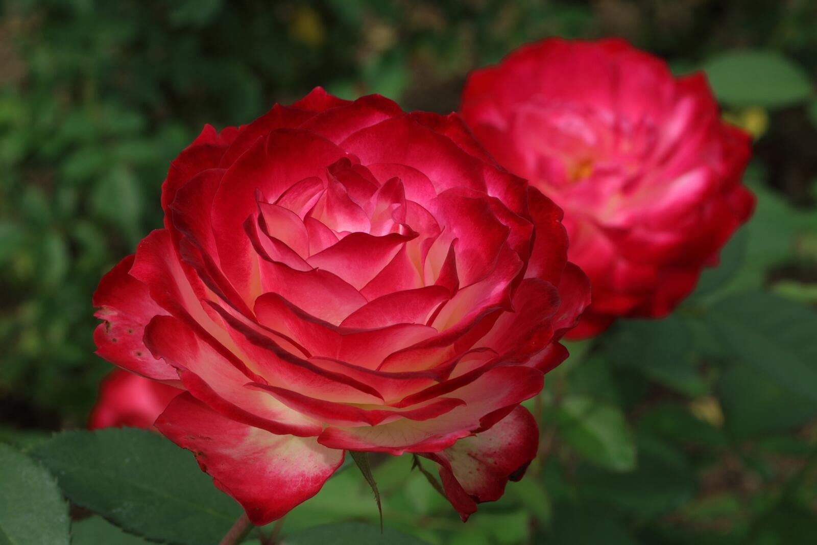 Обои обои красная роза лепестки цветок на рабочий стол