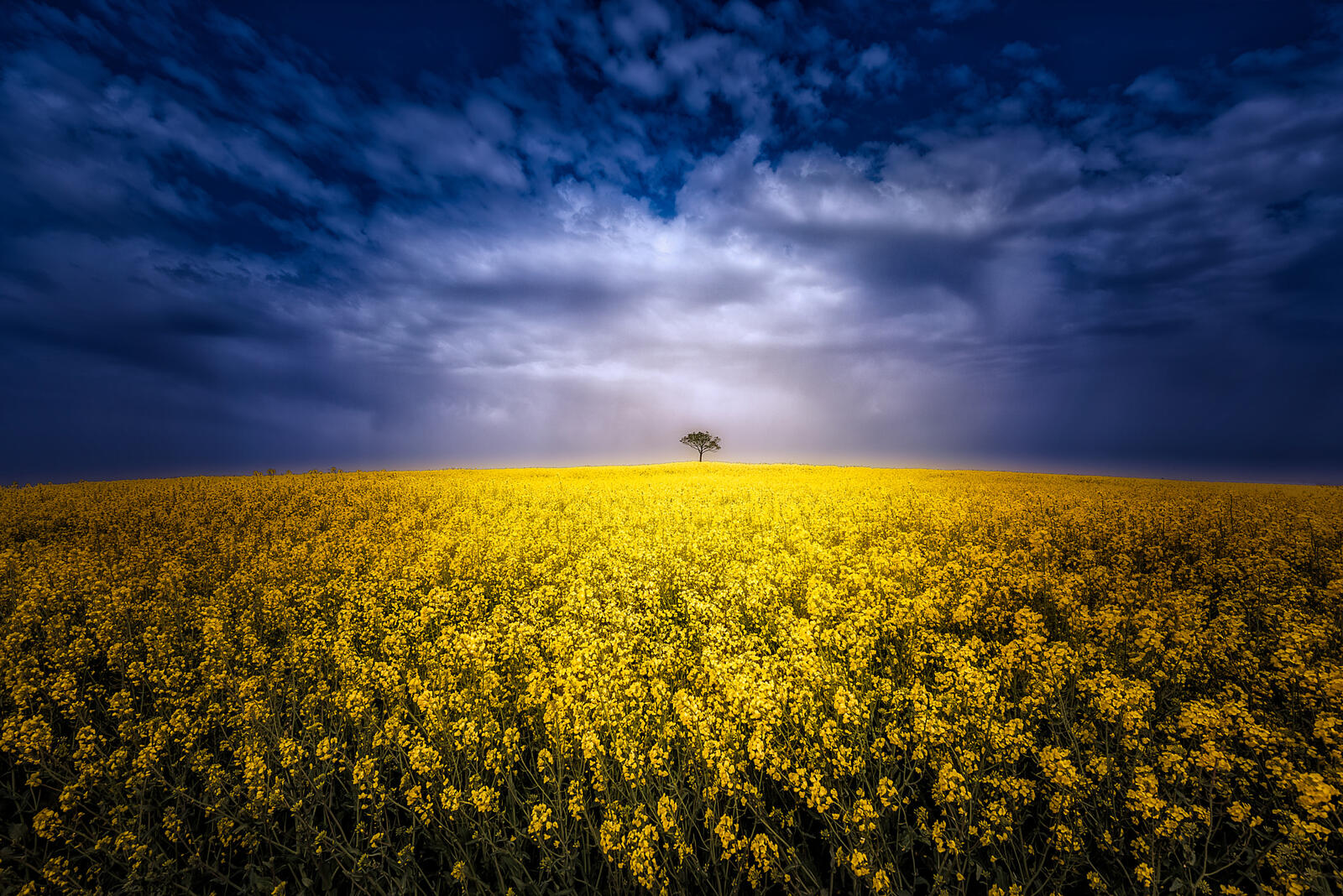 Wallpapers sunset lone tree yellow field on the desktop