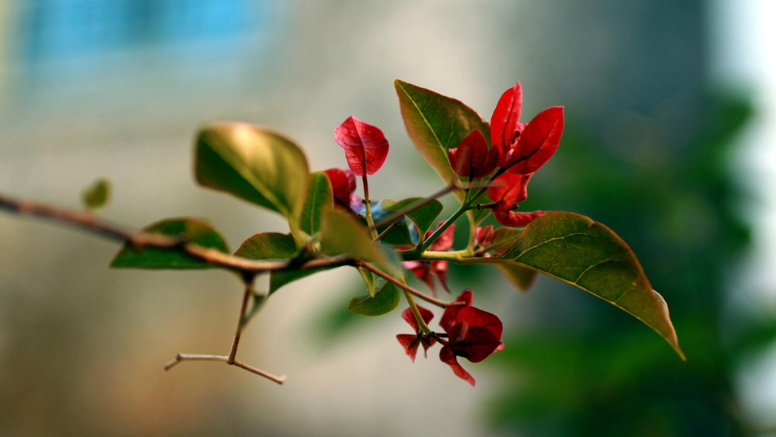 Free photo A sprig with red leaves