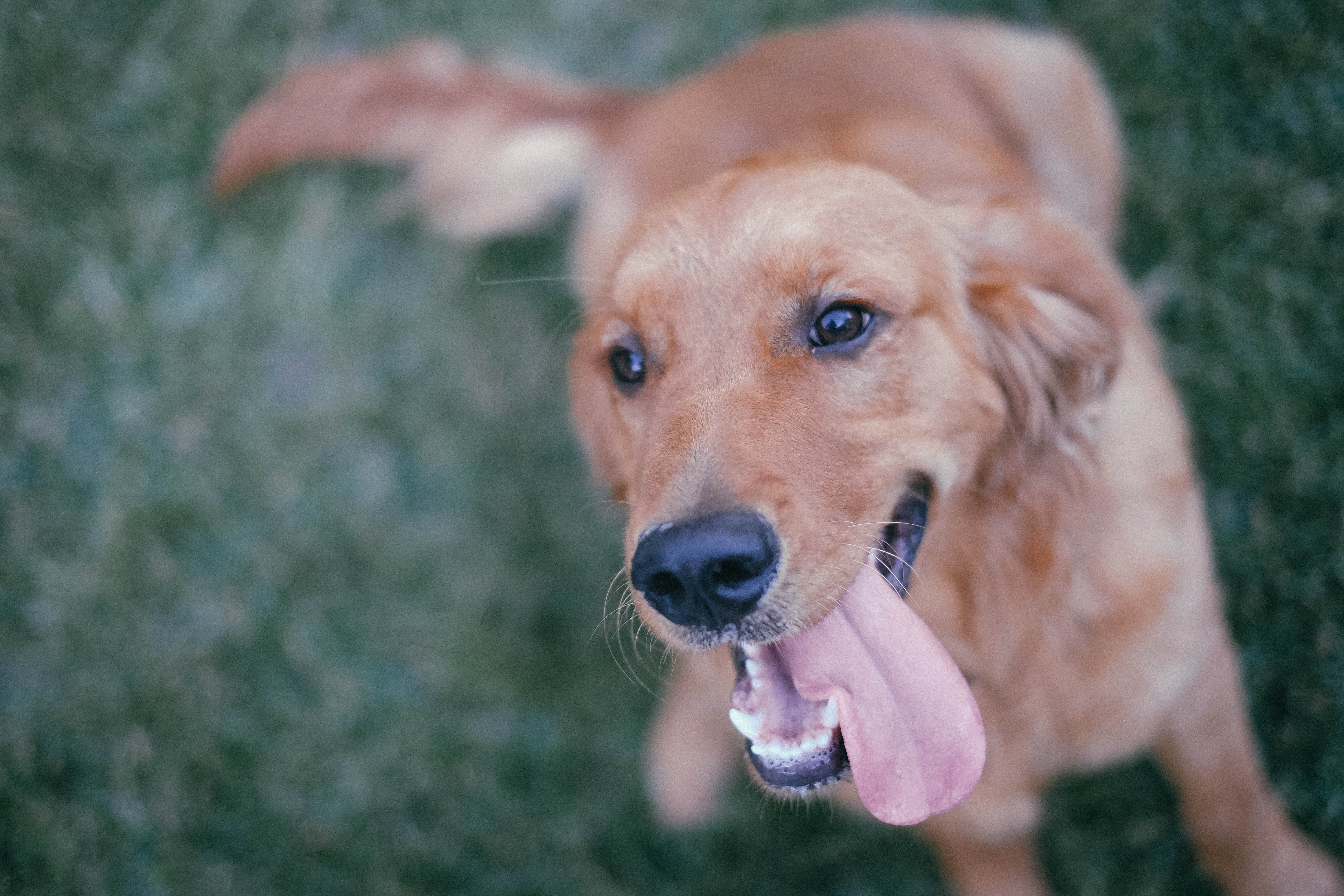 Фото межпородные скрещивания собак собака мех - бесплатные картинки на Fonwall