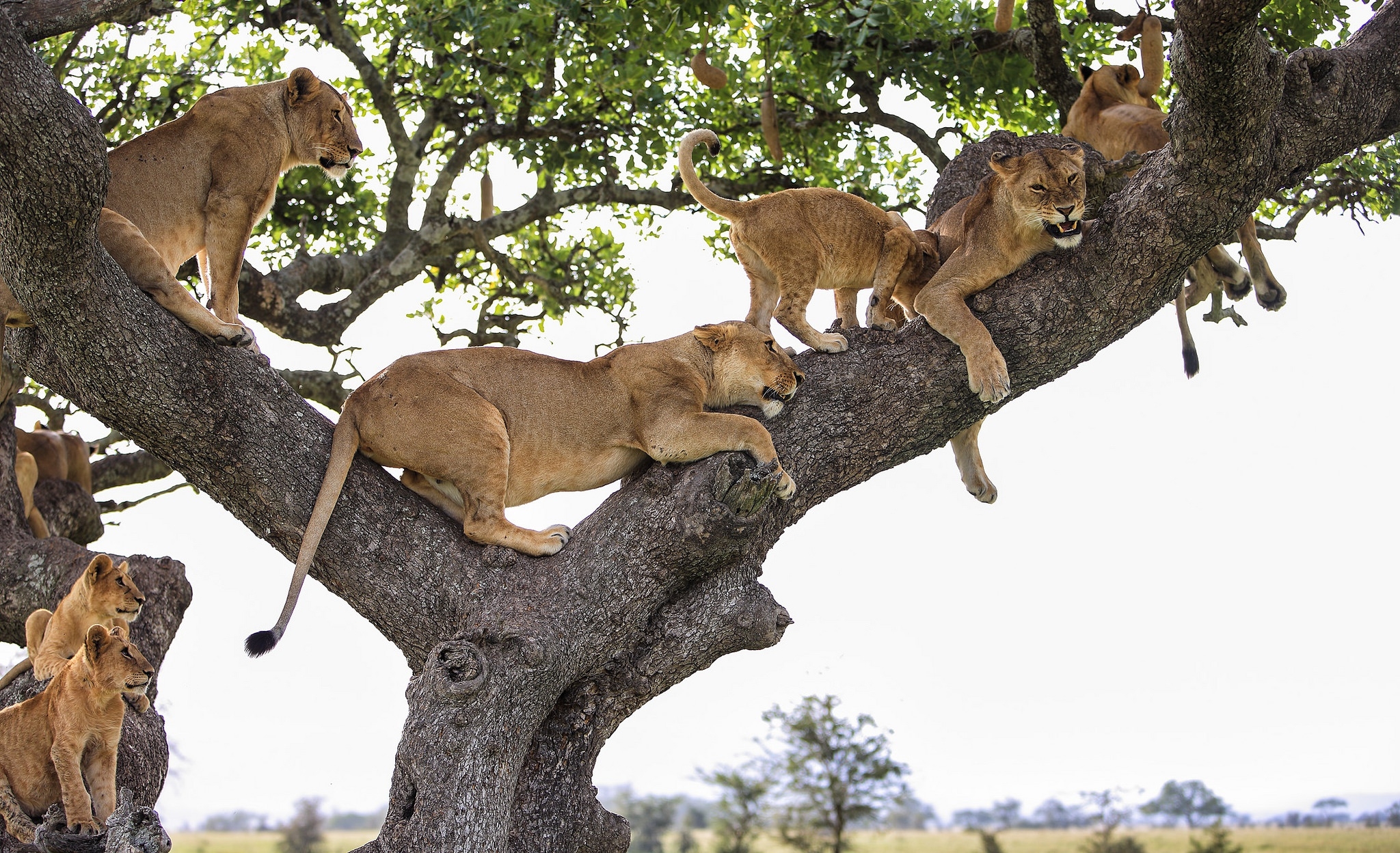 Обои обои семья льва дерево хищник на рабочий стол