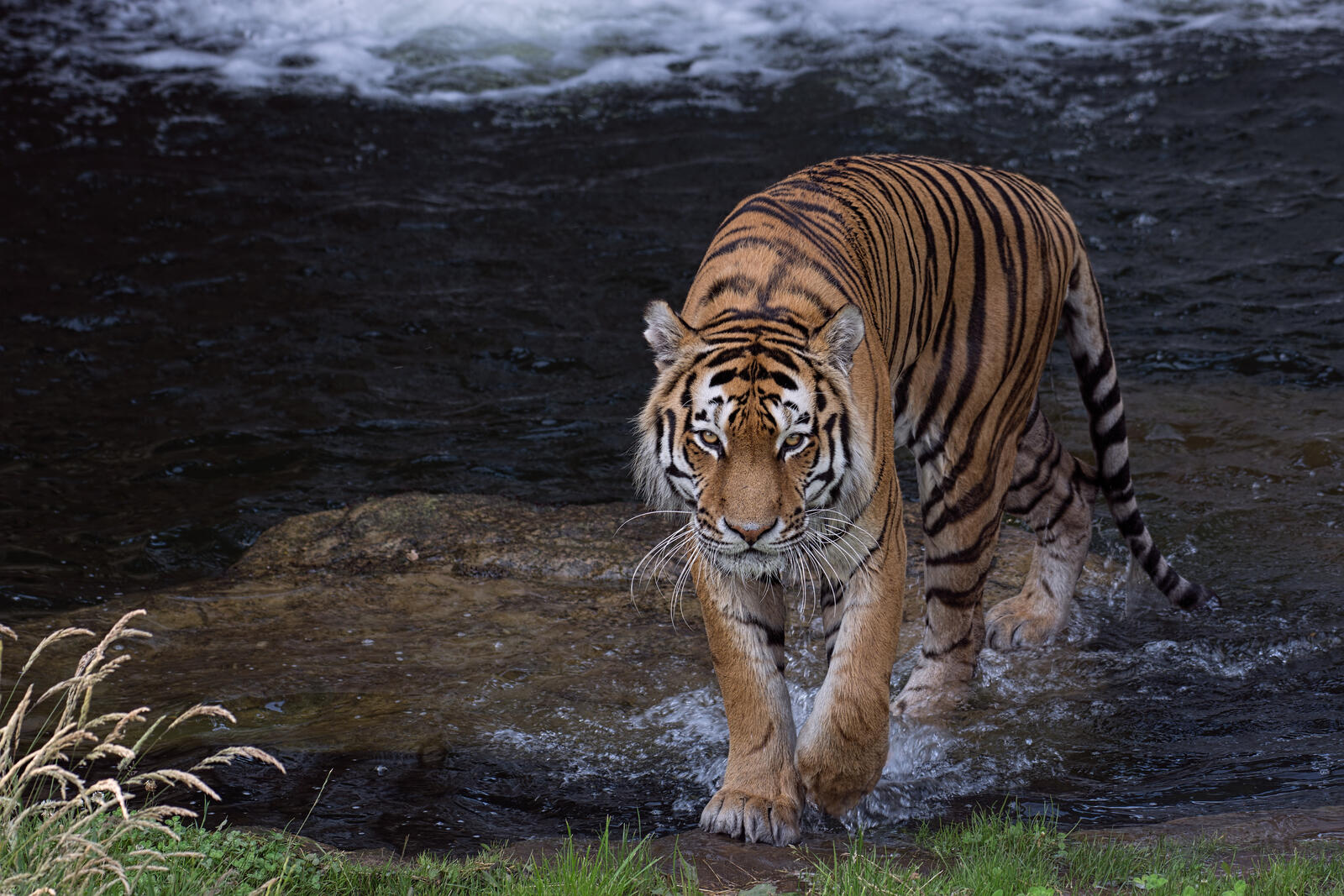Обои Амурский тигр водоем хищник на рабочий стол