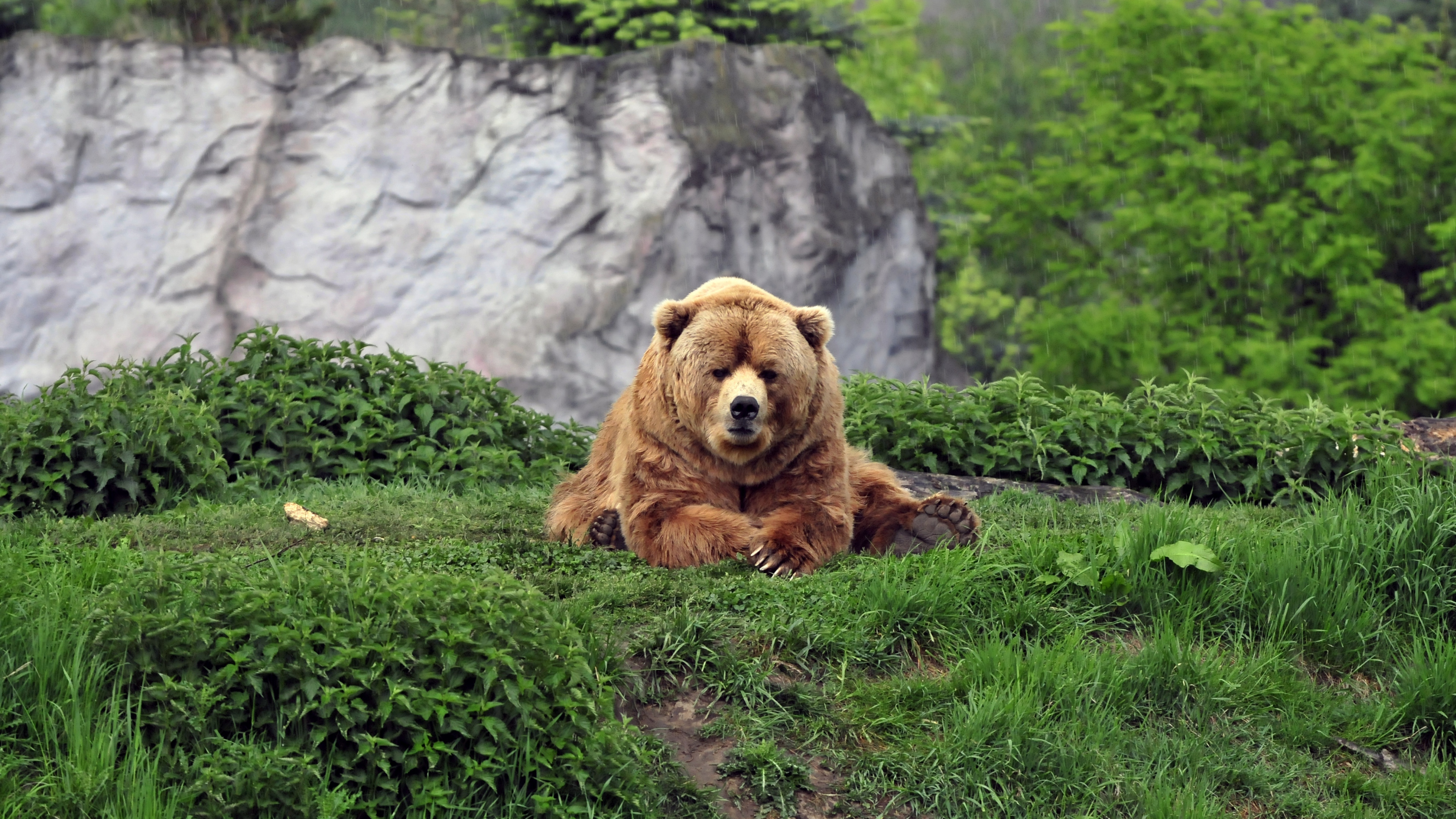 Обои медведь лежит на лужайке трава на рабочий стол