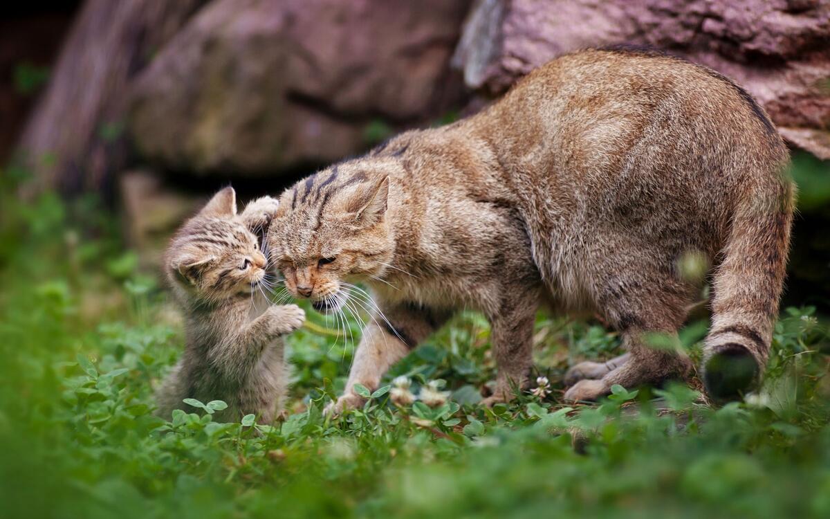 A cat with a kitten in nature