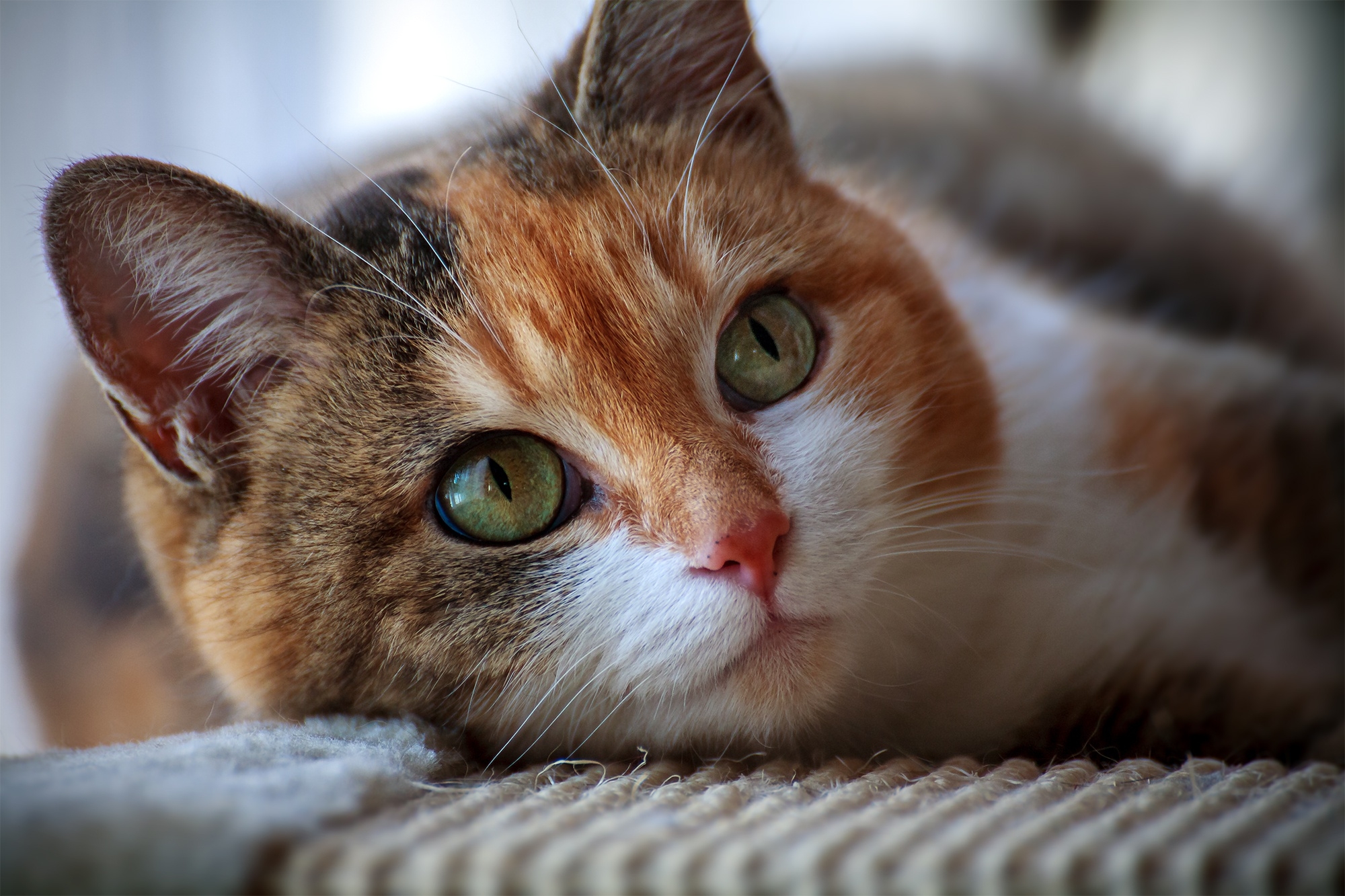 免费照片可爱的斑点猫