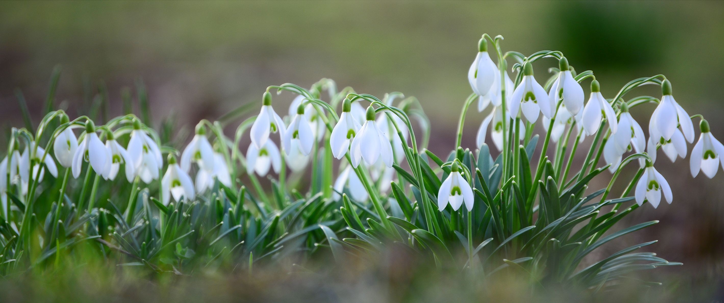 Фото бесплатно обои белые цветы, весна, подснежники