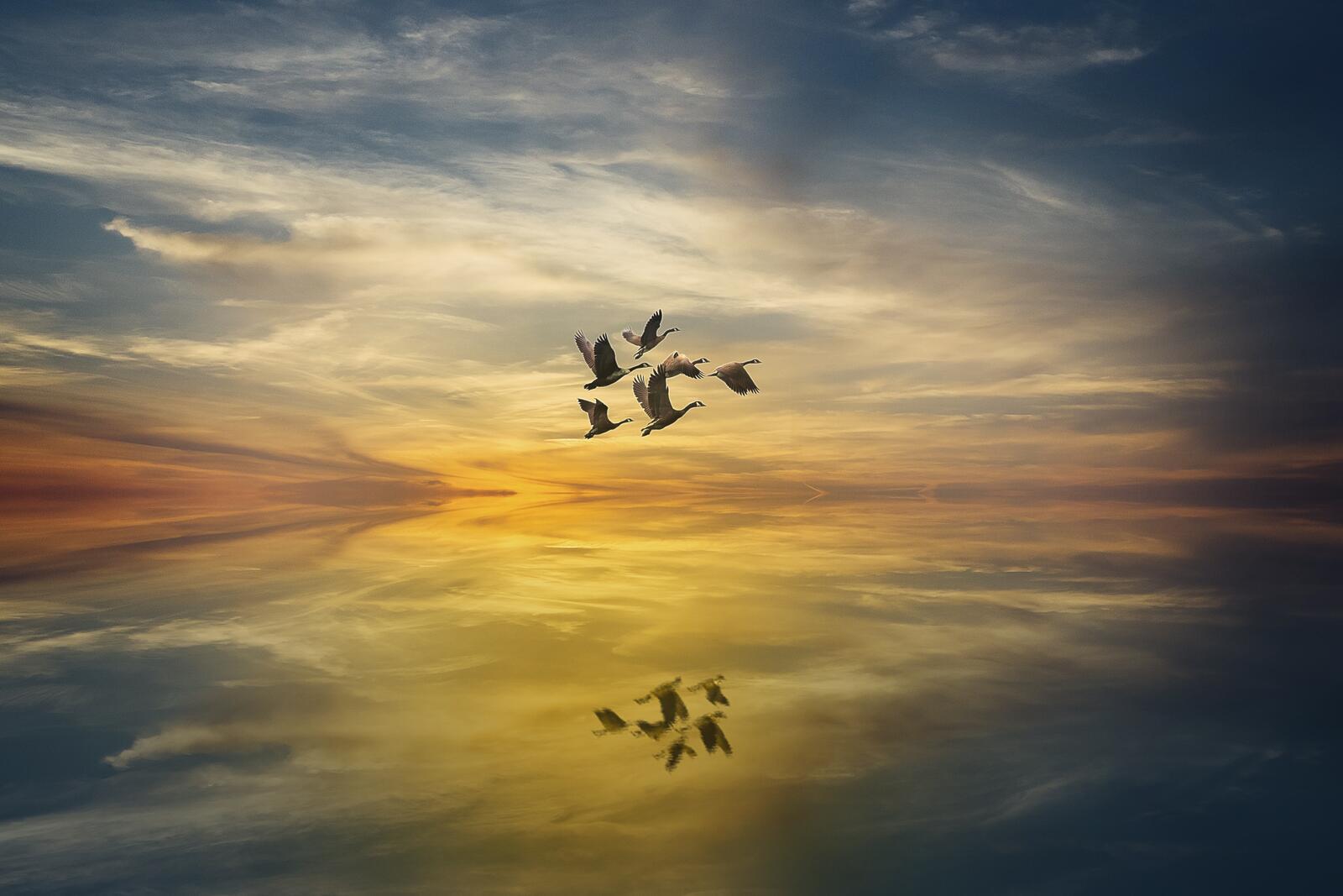 Wallpapers sunset flock of birds the sea of clouds on the desktop