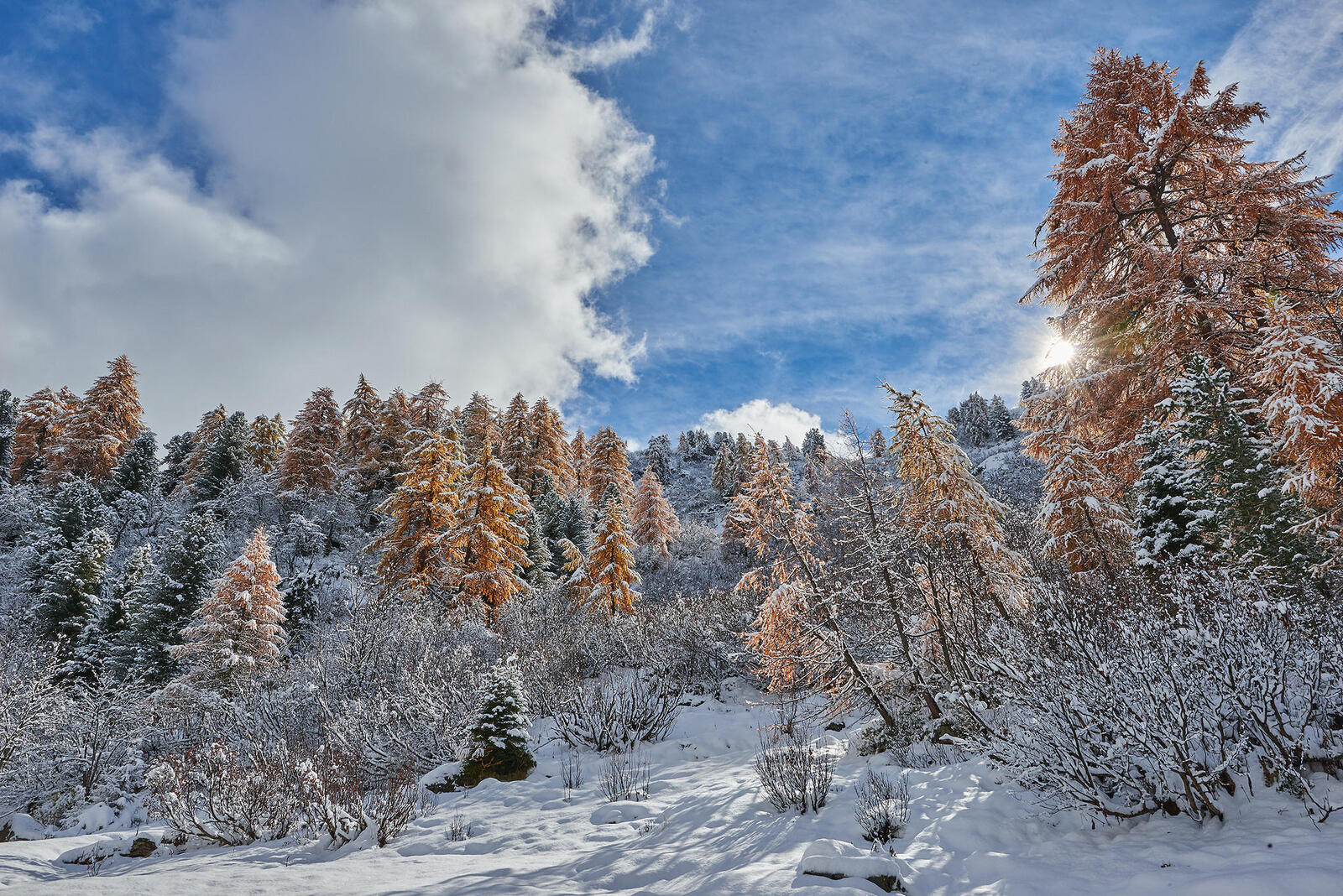 Обои зима закат зимний лес на рабочий стол