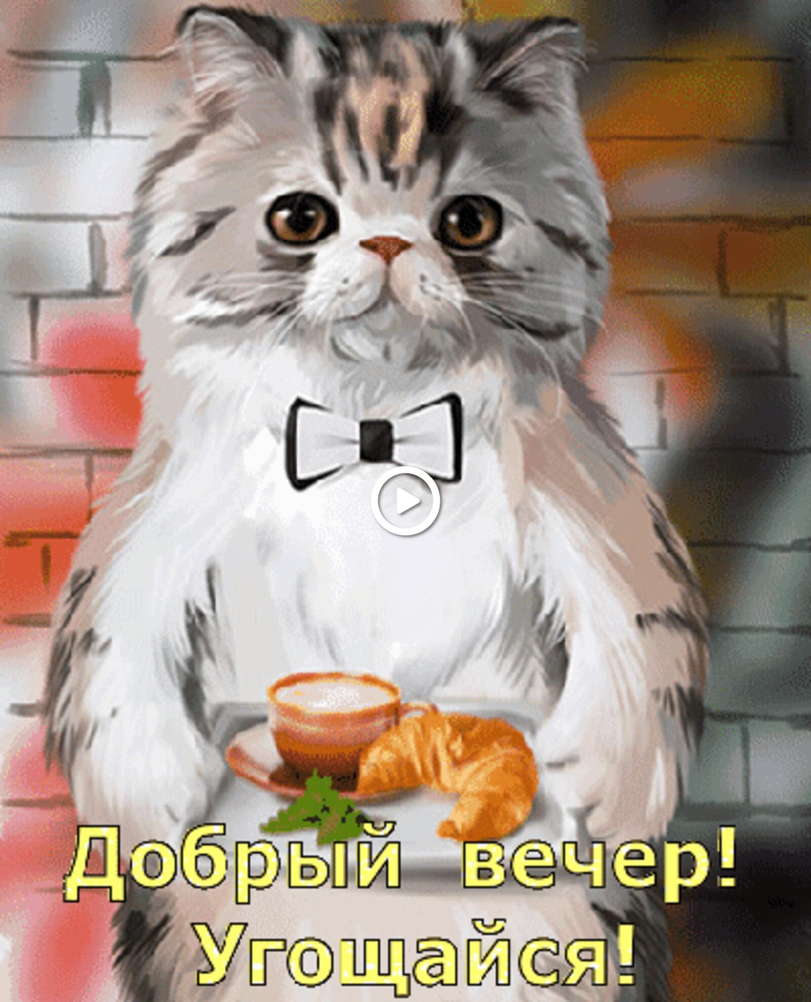 一张以晚上好 猫咪 早餐为主题的明信片