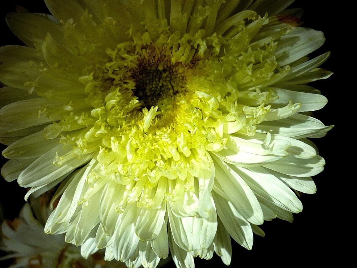 Delicate yellow chrysanthemum