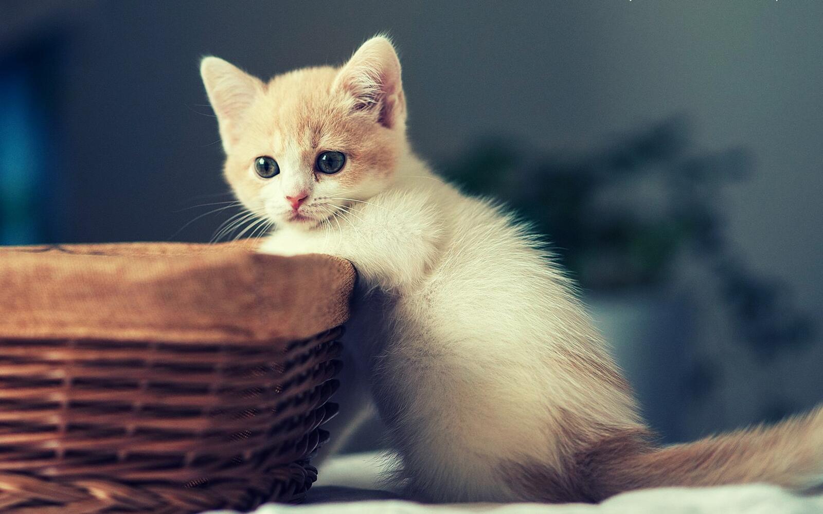 桌面上的壁纸小猫 白色 笼