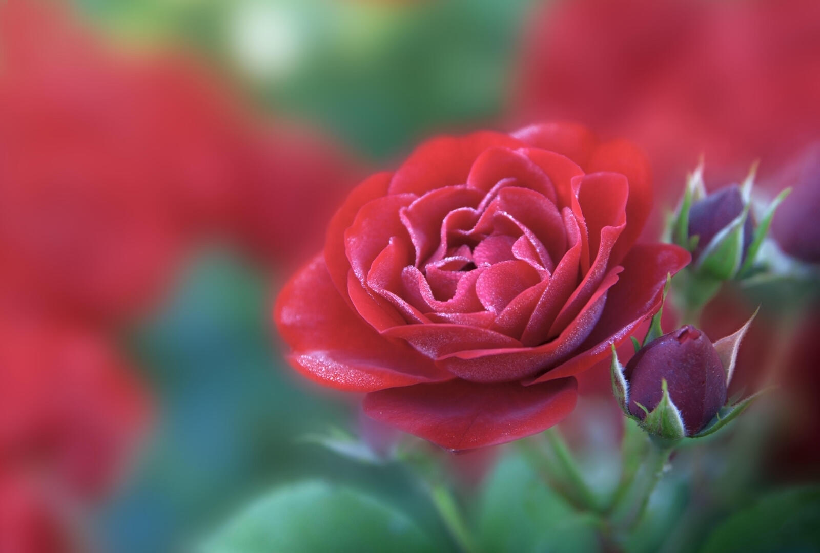 Обои роза красный цветок флора на рабочий стол