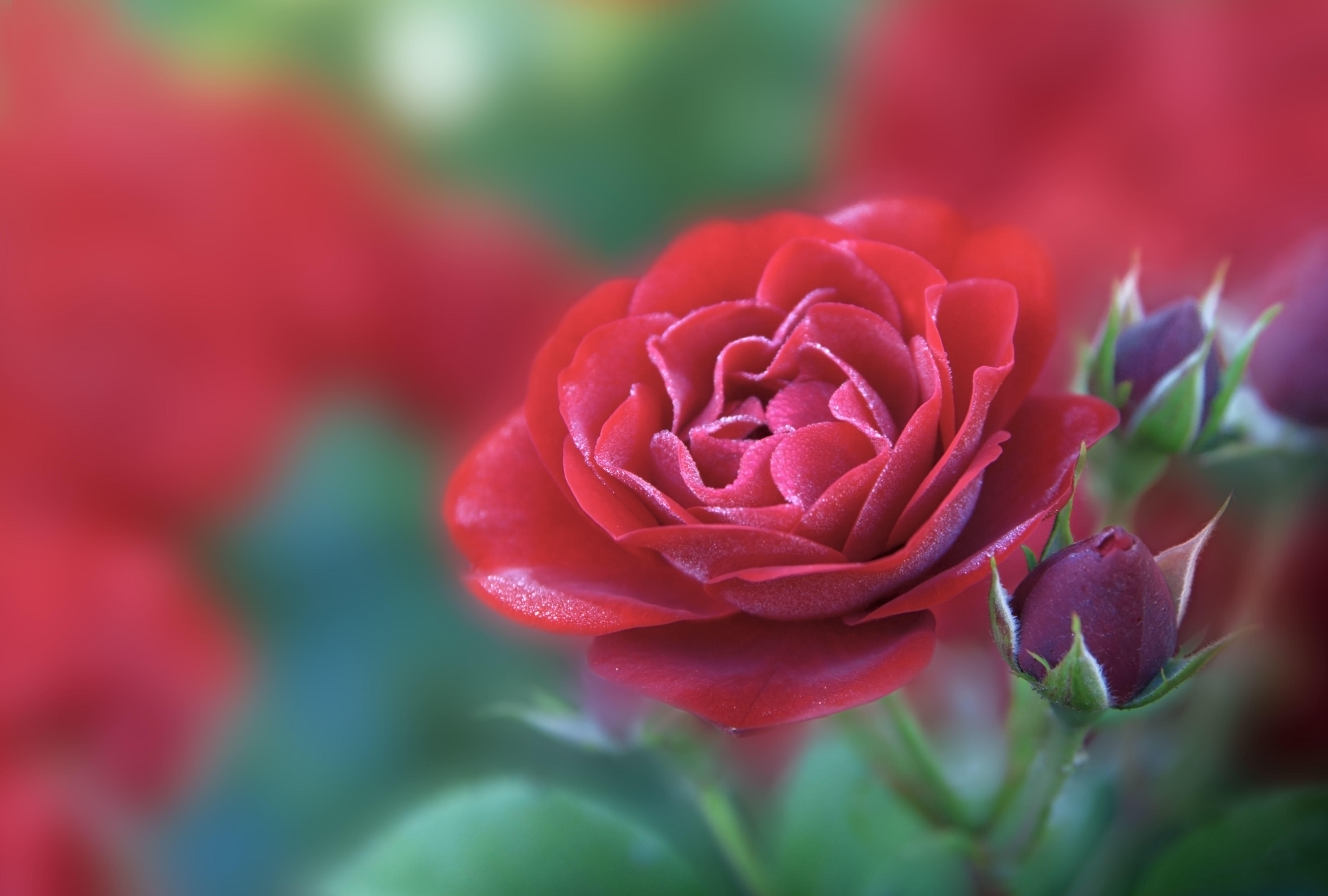 Фото бесплатно роза, красный цветок, флора