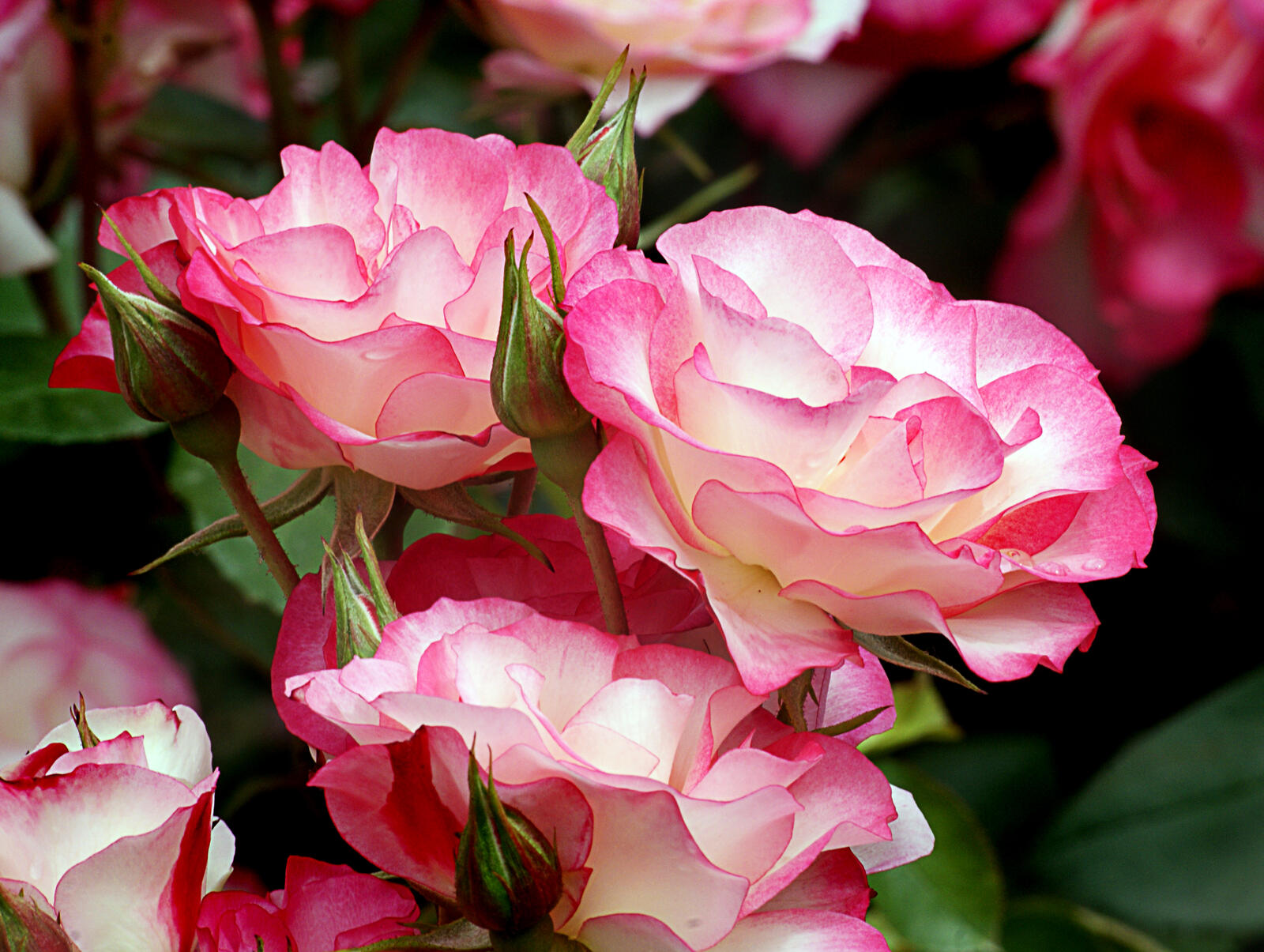Обои цветущее растение макросъёмка садовые розы на рабочий стол
