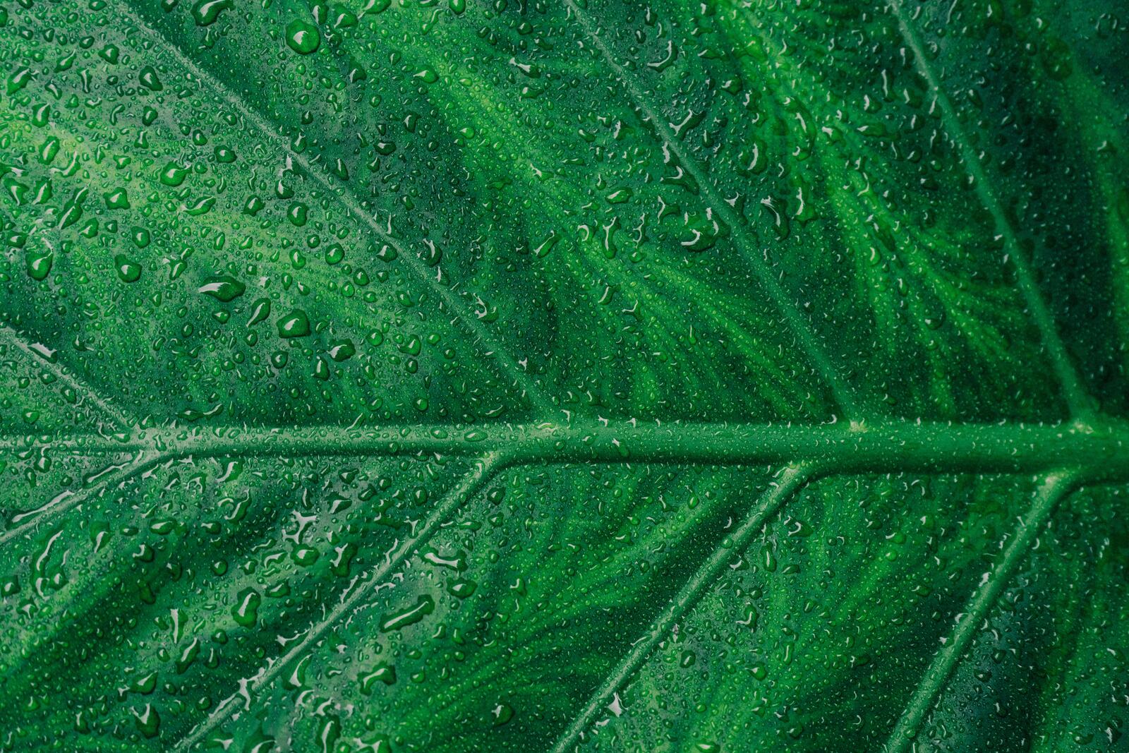Wallpapers drops of water macro wallpaper leaf veins on the desktop