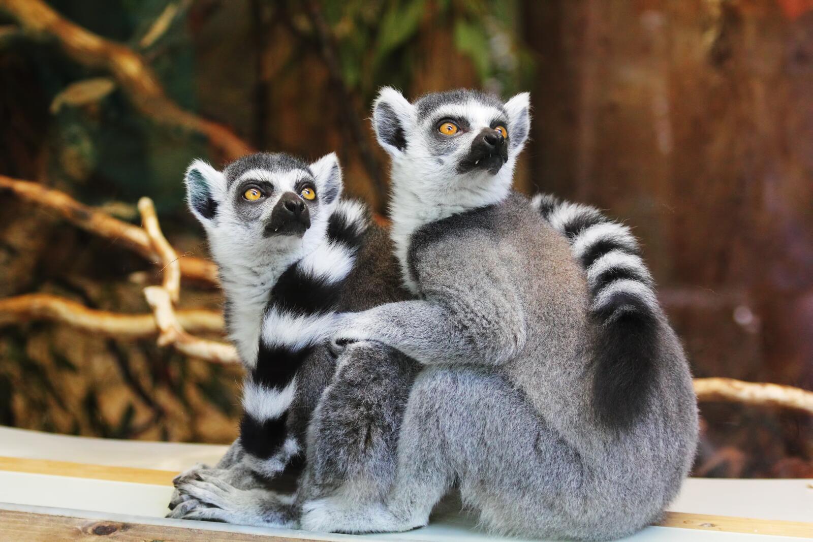Wallpapers lemurs couple tails on the desktop