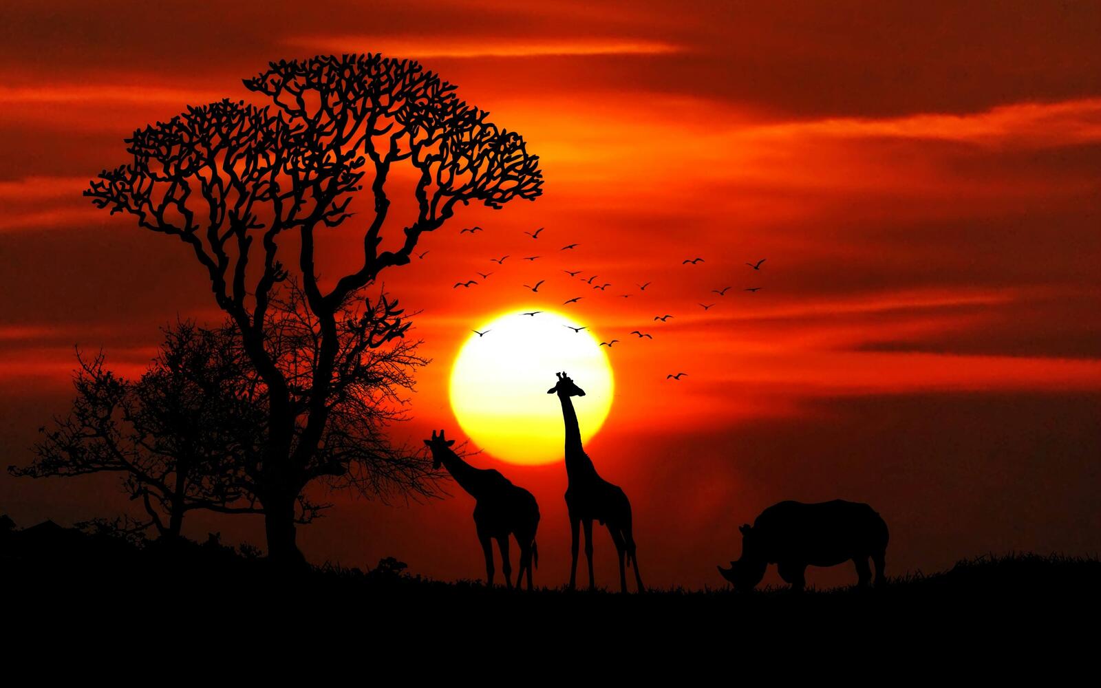 Wallpapers sunset giraffe rhinoceros on the desktop