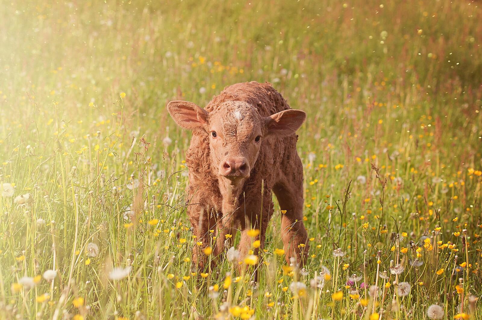 Free photo A calf in a field of flowers