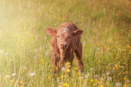 A calf in a field of flowers
