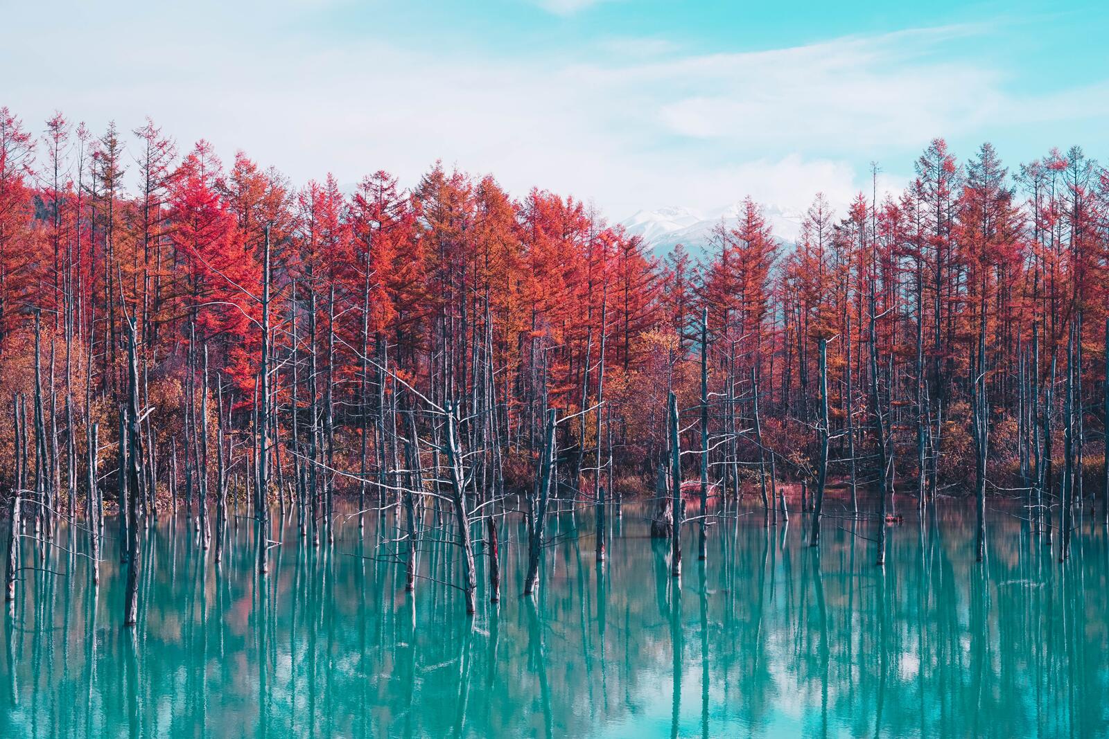Free photo Trees grow from a blue lake