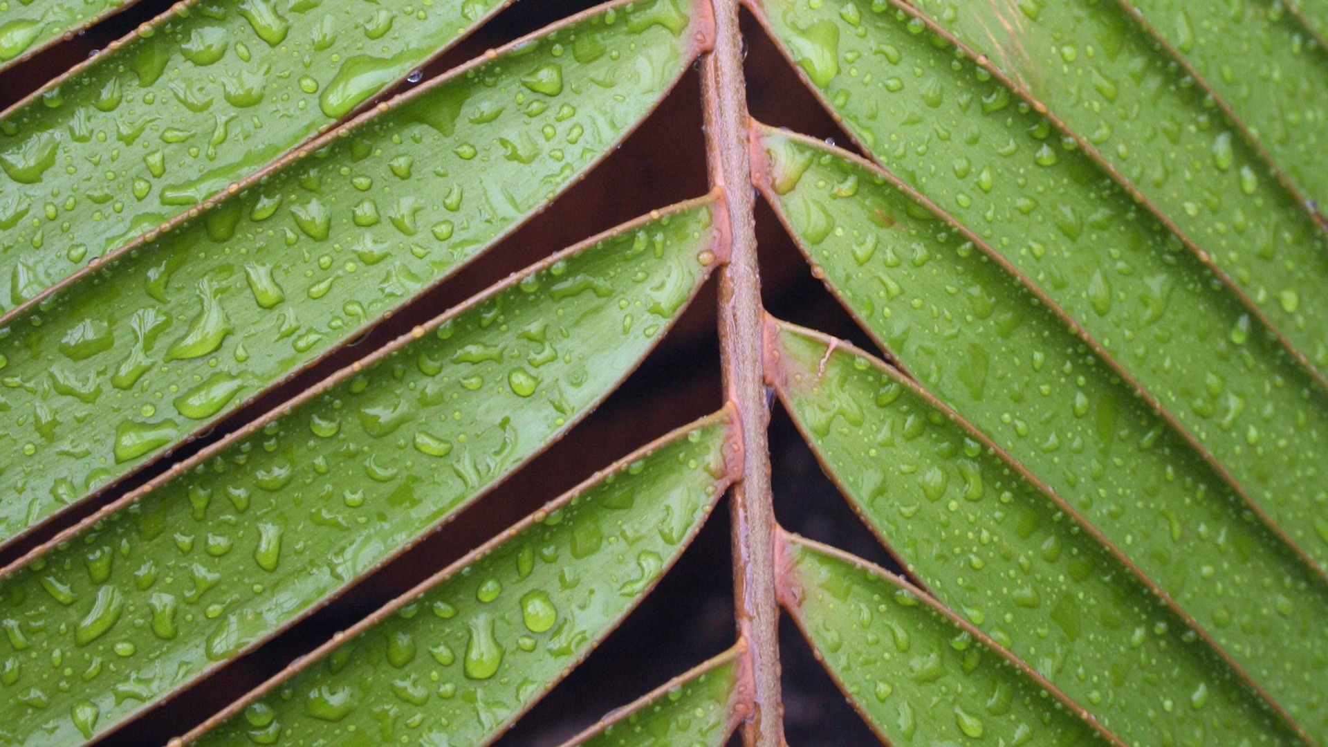 Wallpapers nature leaves closeup on the desktop