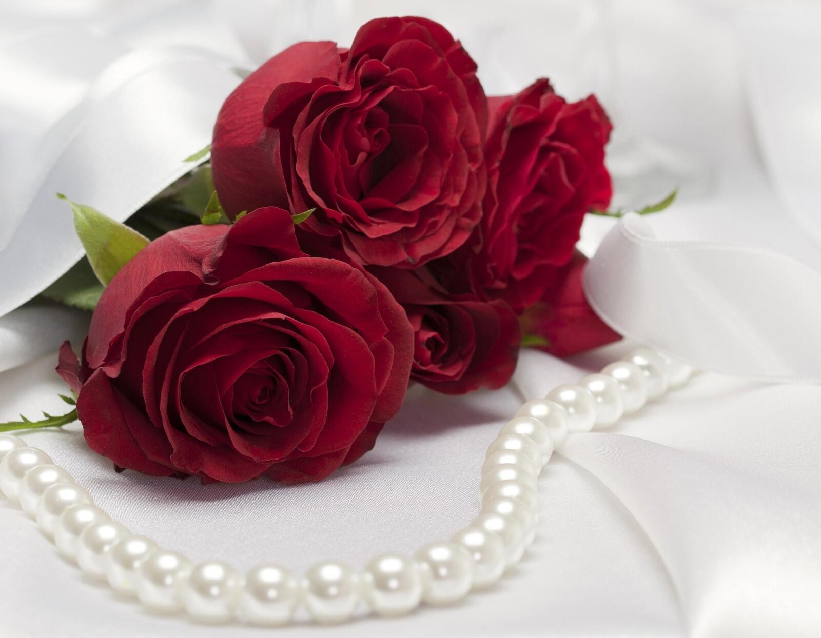 Обои цветы красный роза на рабочий стол