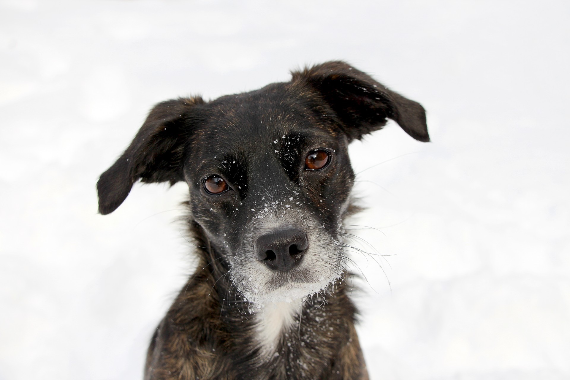 Фото бесплатно снег, щенок, собака