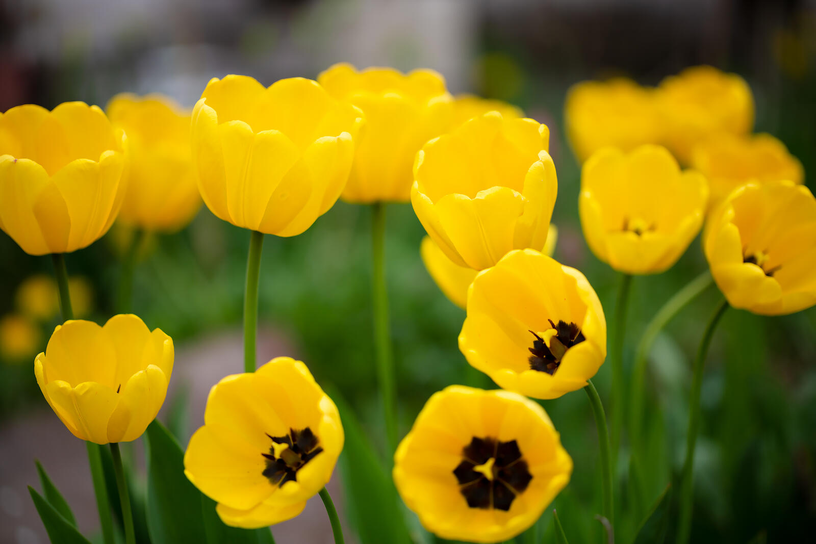 Бесплатное фото Жёлтые тюльпаны