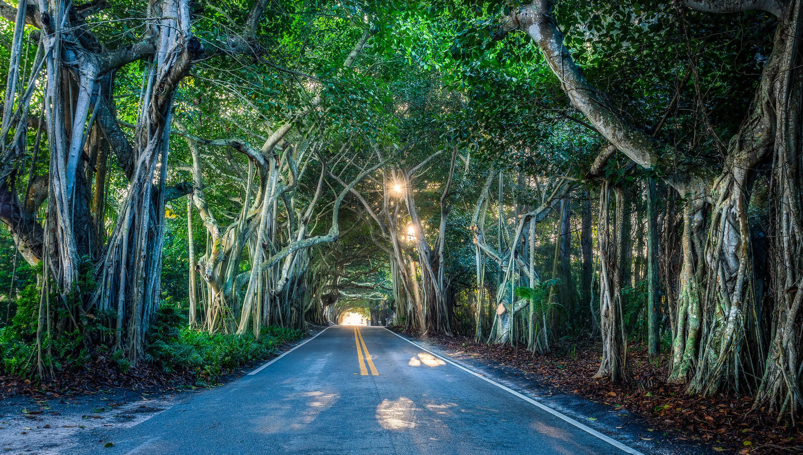 Обои Флорида Тоннель деревьев дорога на рабочий стол