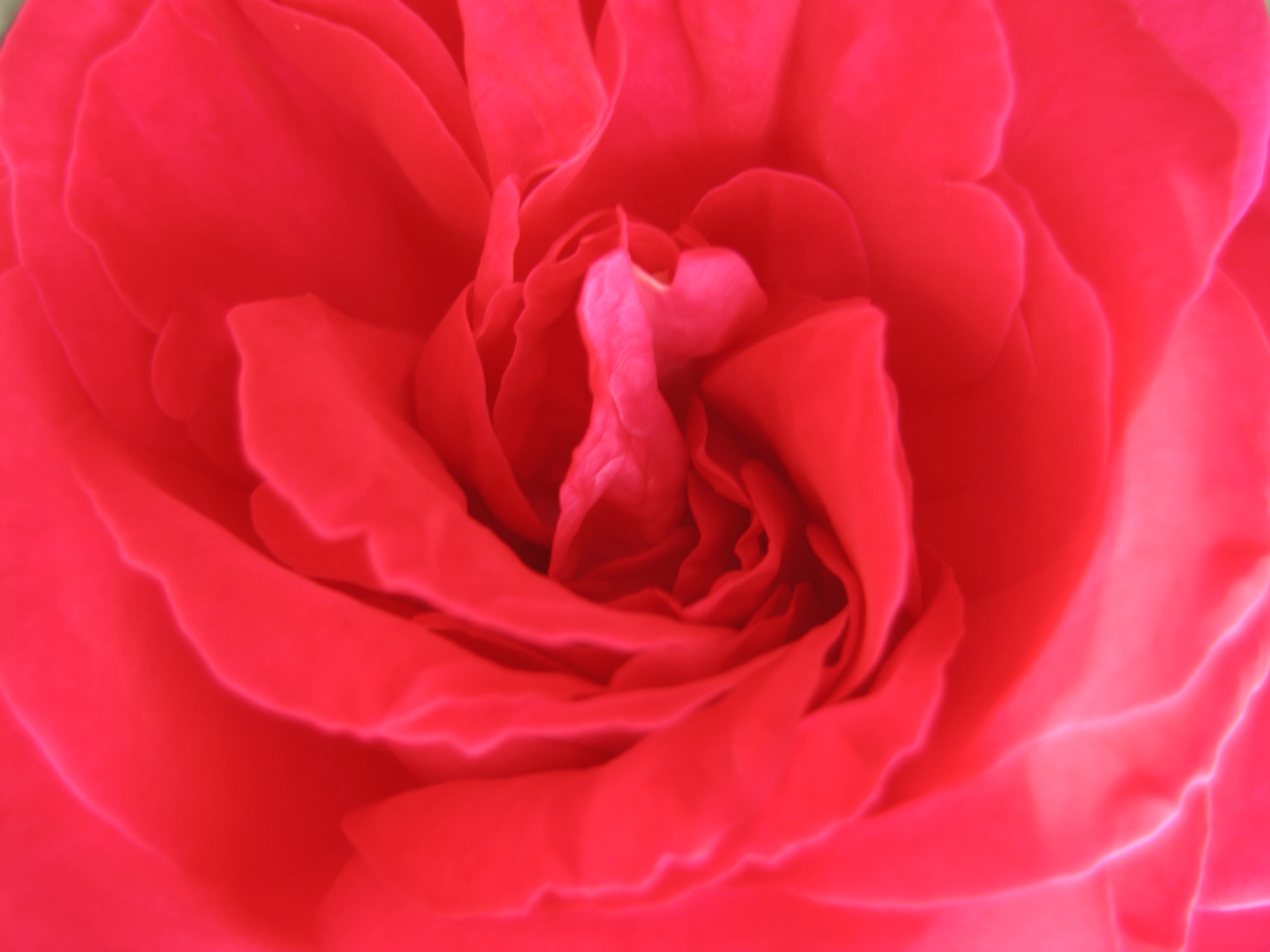 Бесплатное фото Лепестки розы макро