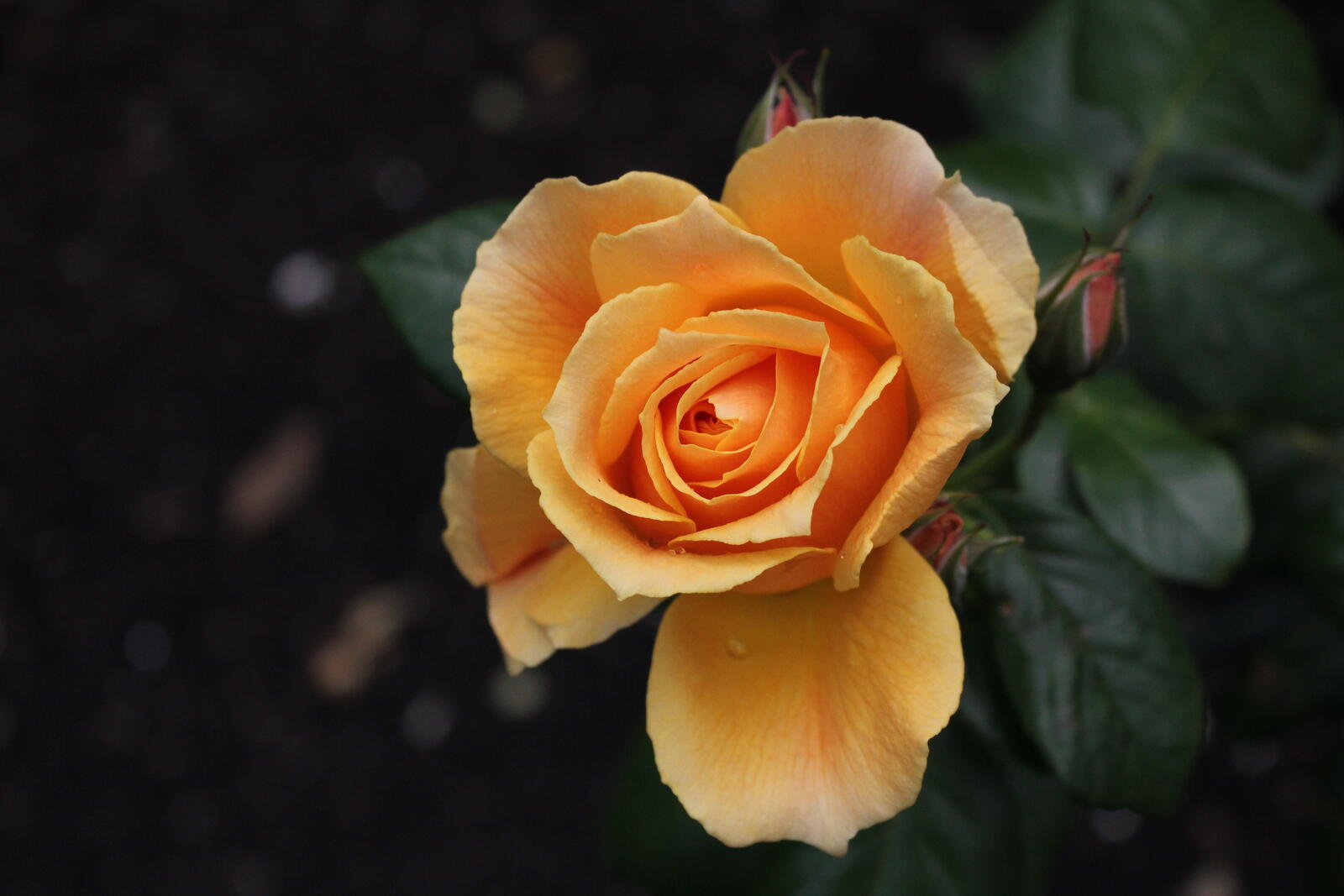 Бесплатное фото Желтые розы