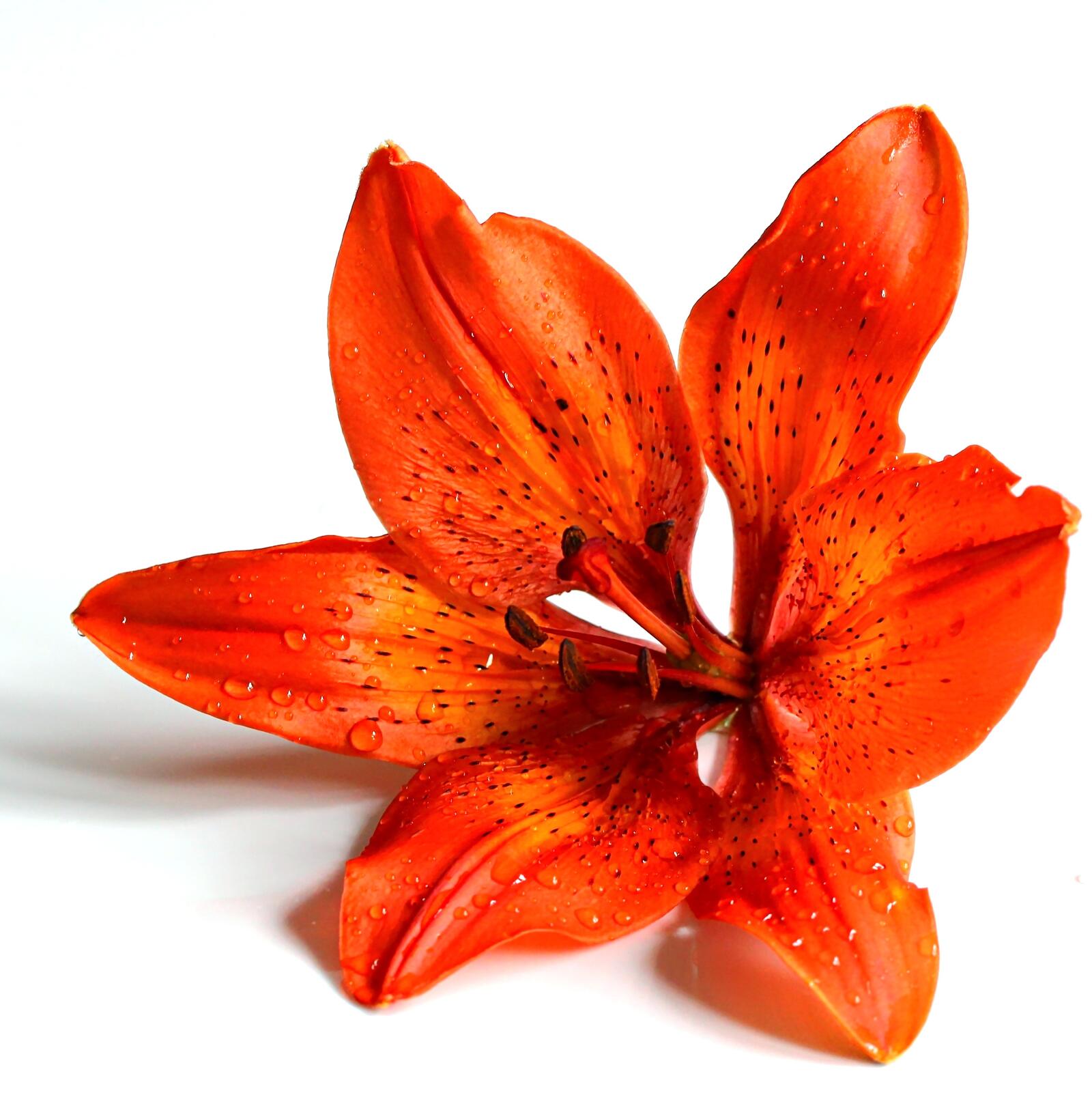 Wallpapers orange lily red lily on the desktop