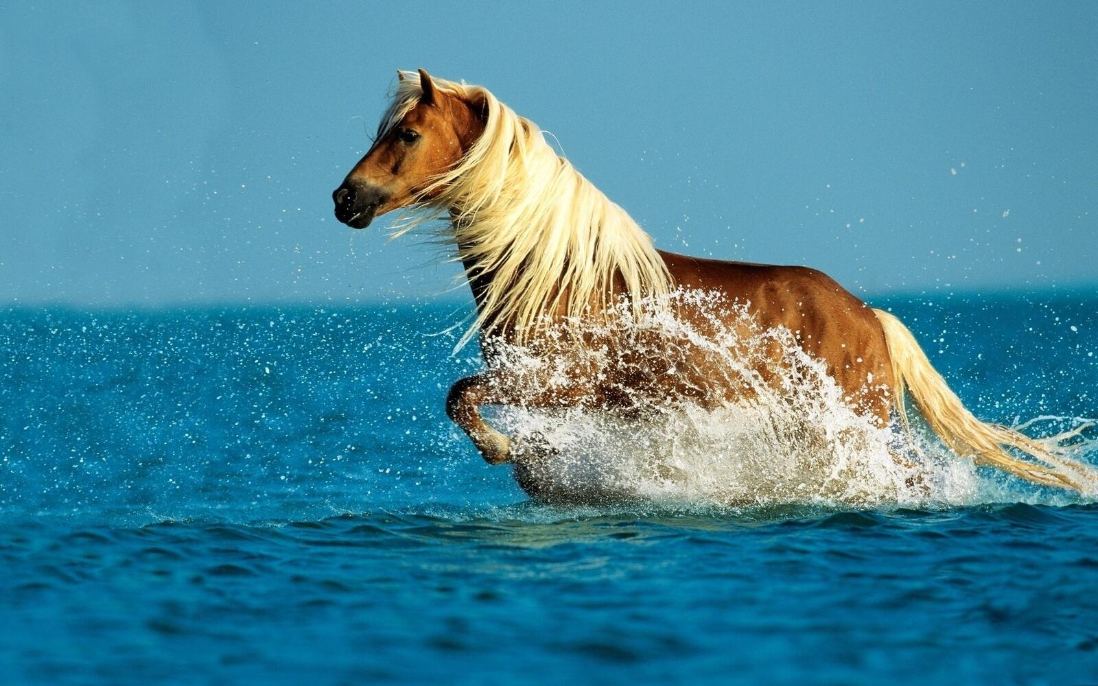 Wallpapers sea water horse on the desktop