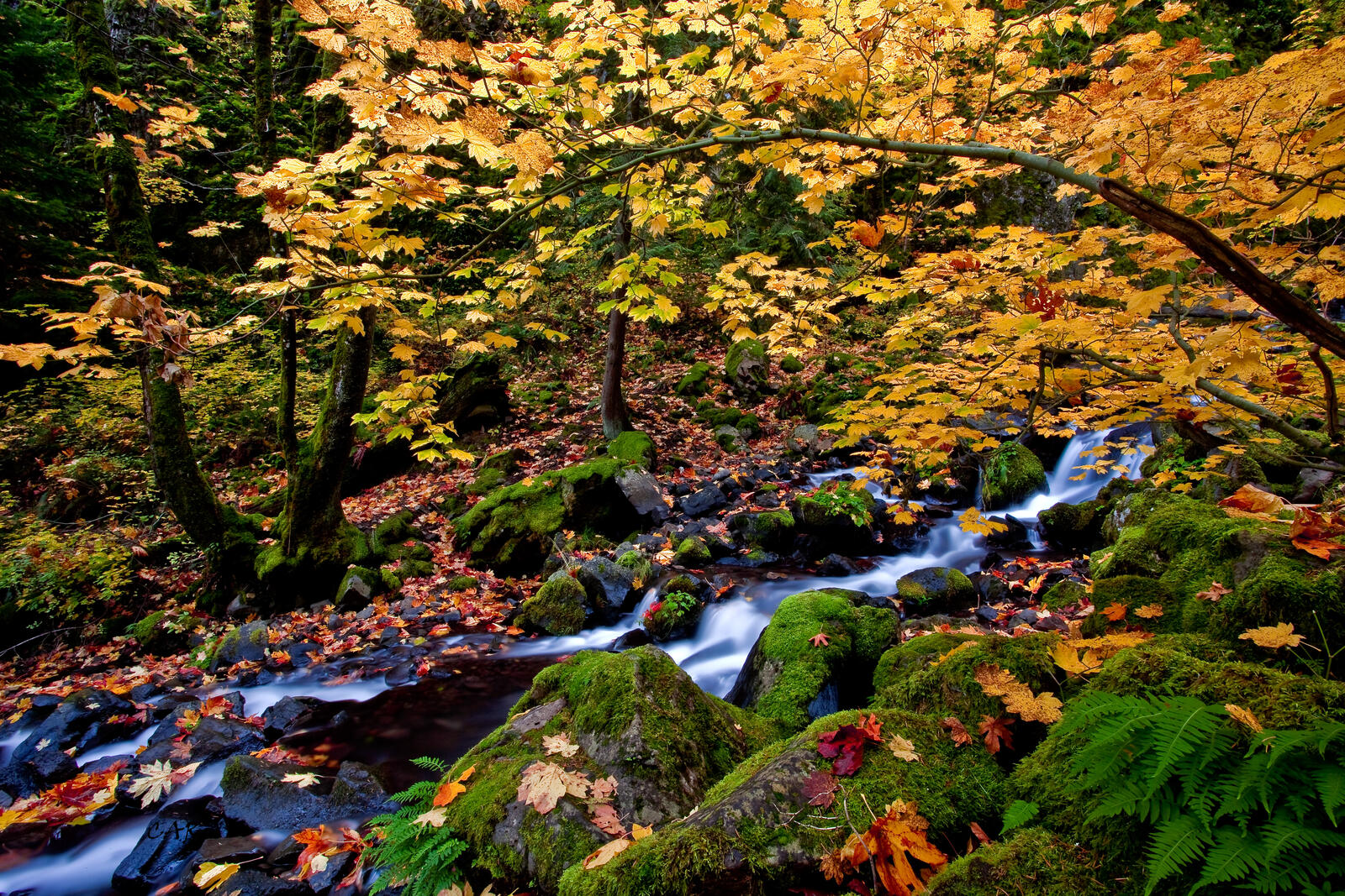 Free photo A small river in the fall woods.