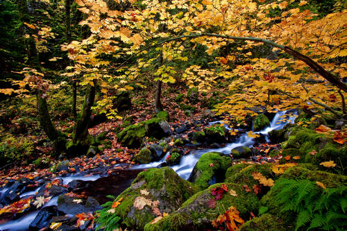 Маленькая река в осеннем лесу