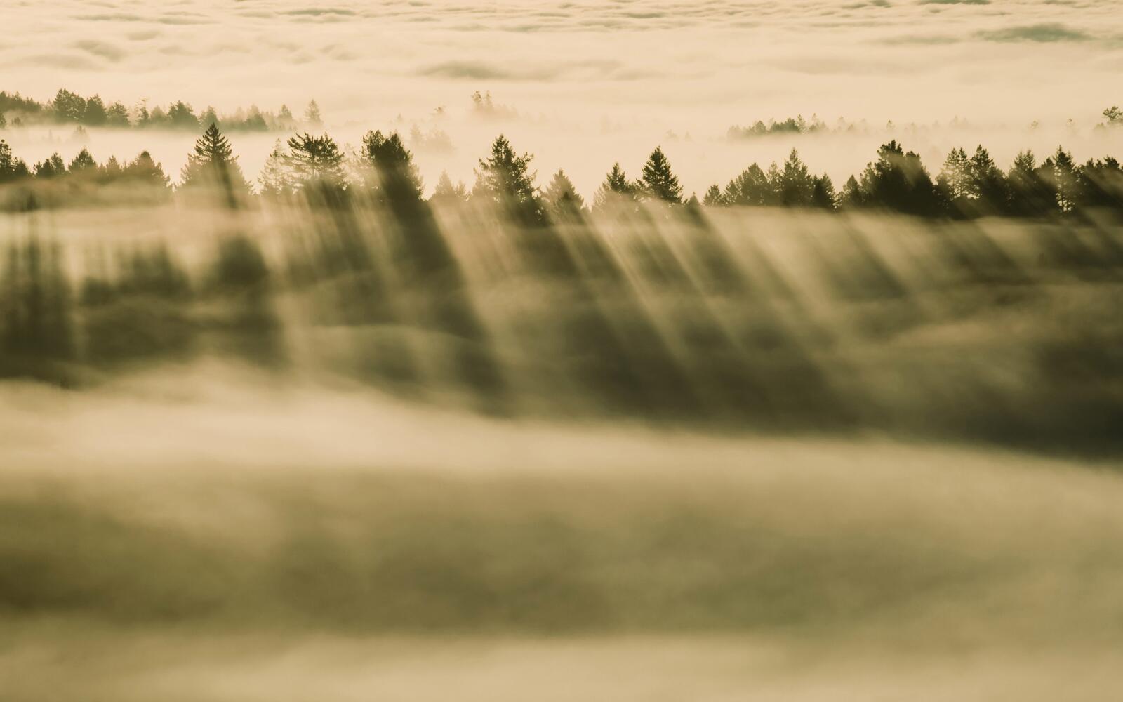 Wallpapers fog forest sun light on the desktop