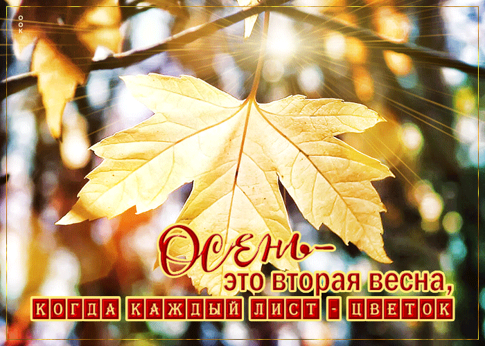 Postcard free original postcard with autumn, maple leaf, animation