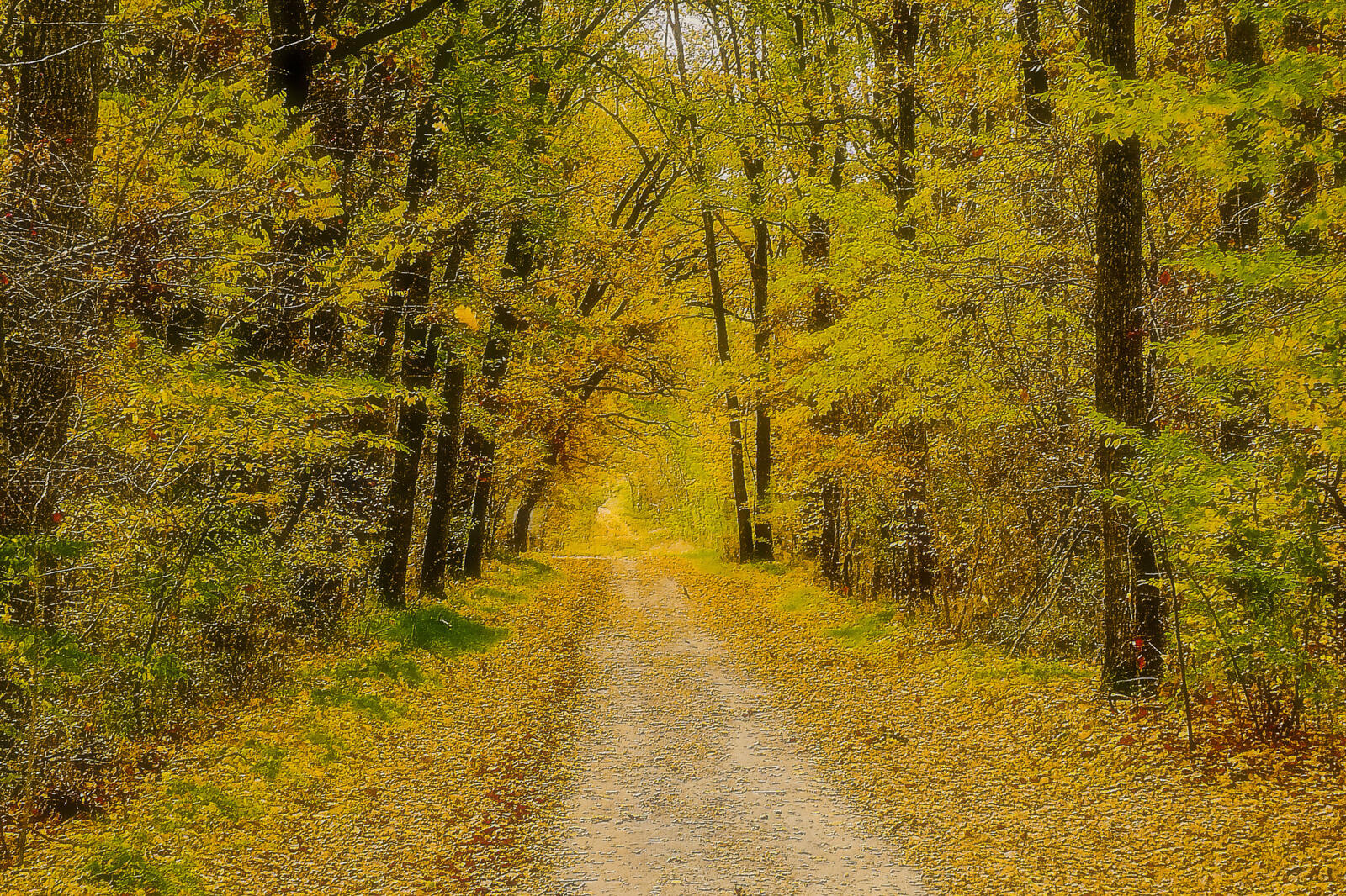 Wallpapers yellow foliage road nature on the desktop