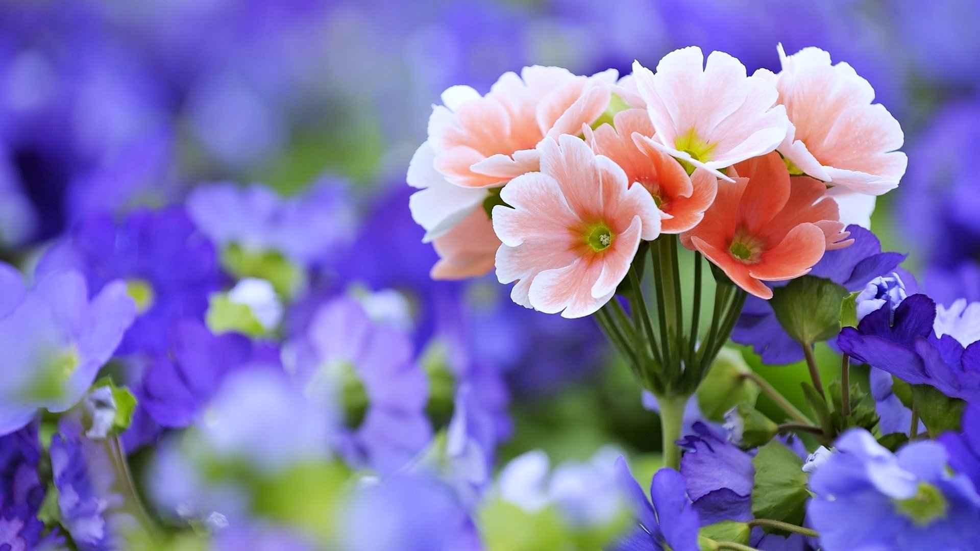 免费照片粉色花朵在蓝色花朵中生长