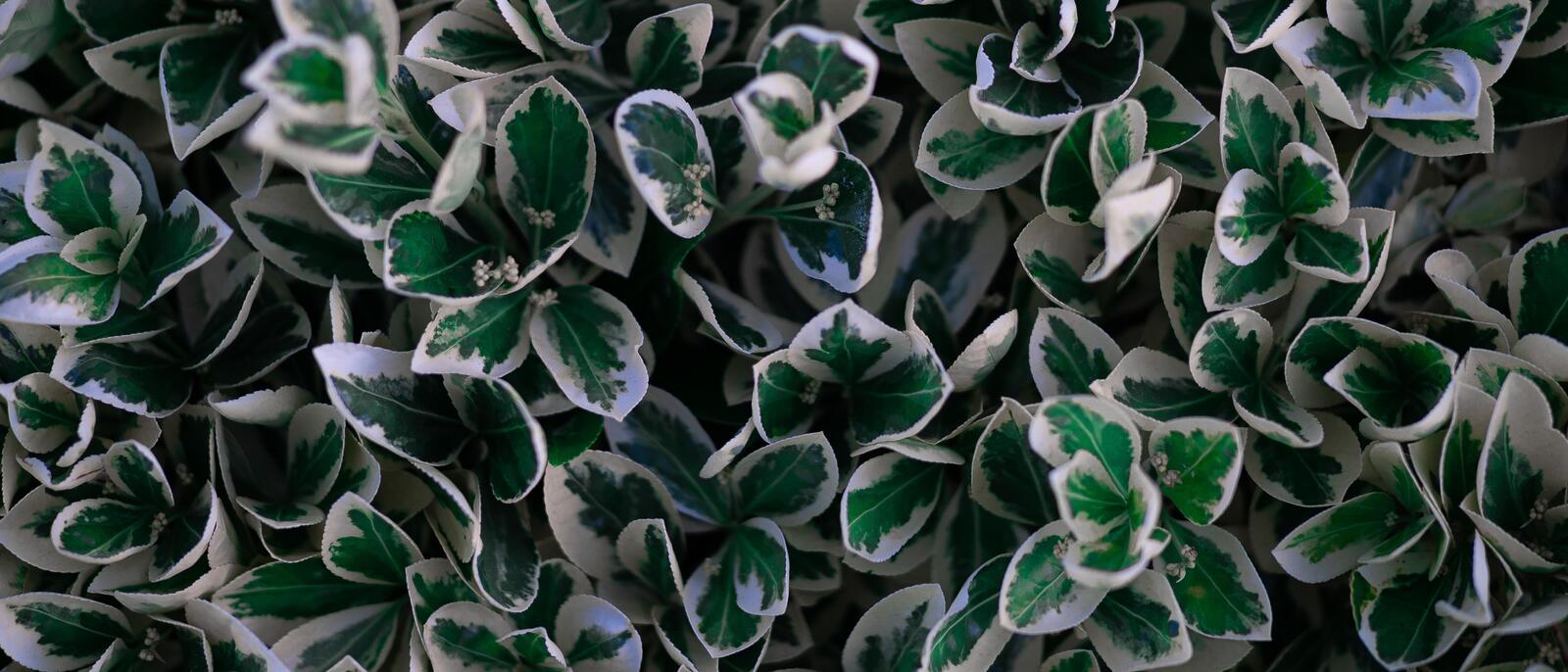 Wallpapers shrubs plants fresh leaves on the desktop