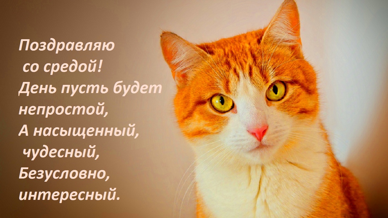 Postcard free cat, verse, chudesnyi