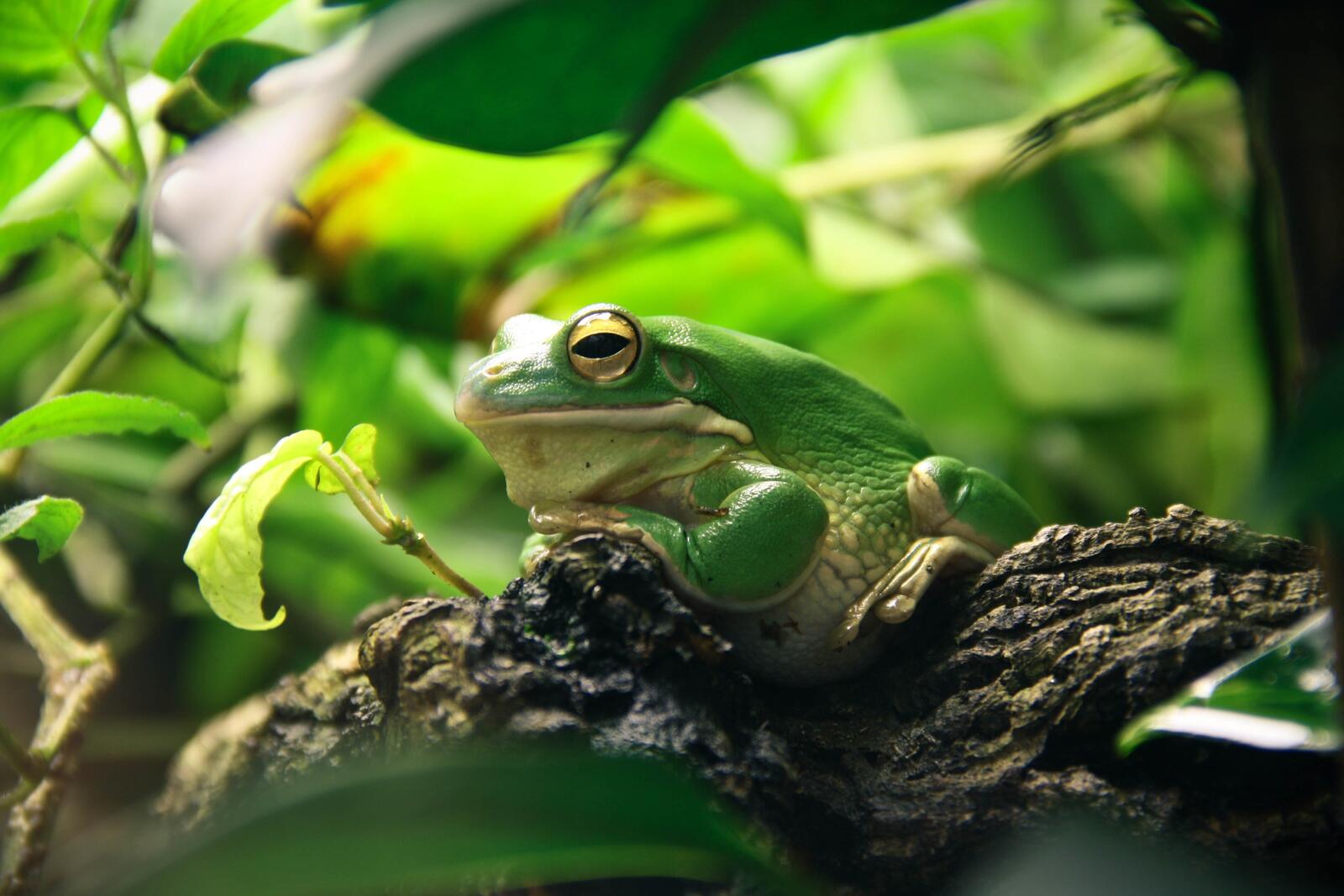 Wallpapers leaves amphibian green frog on the desktop