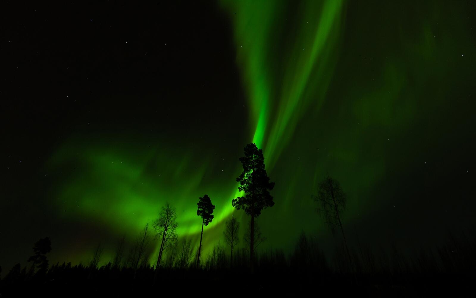 Wallpapers northern lights night trees on the desktop