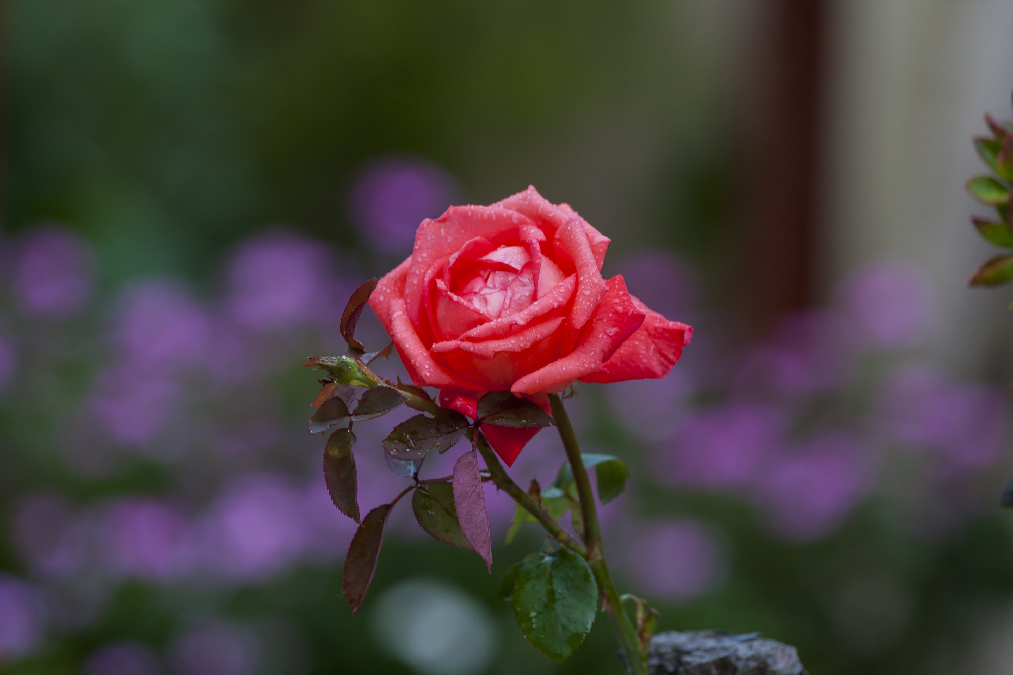 Обои красочный цветение роза на рабочий стол